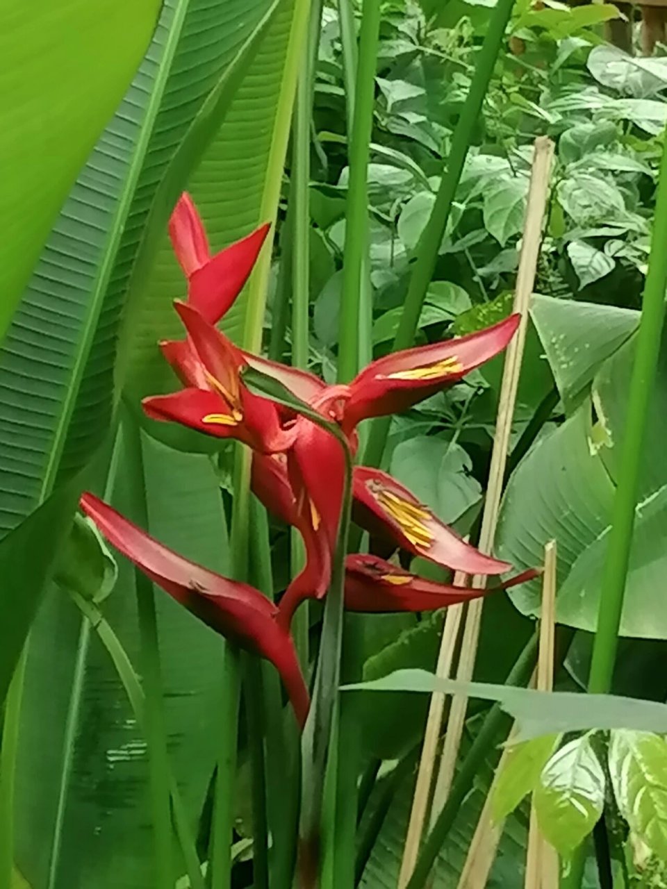 芭蕉树开花图片图片