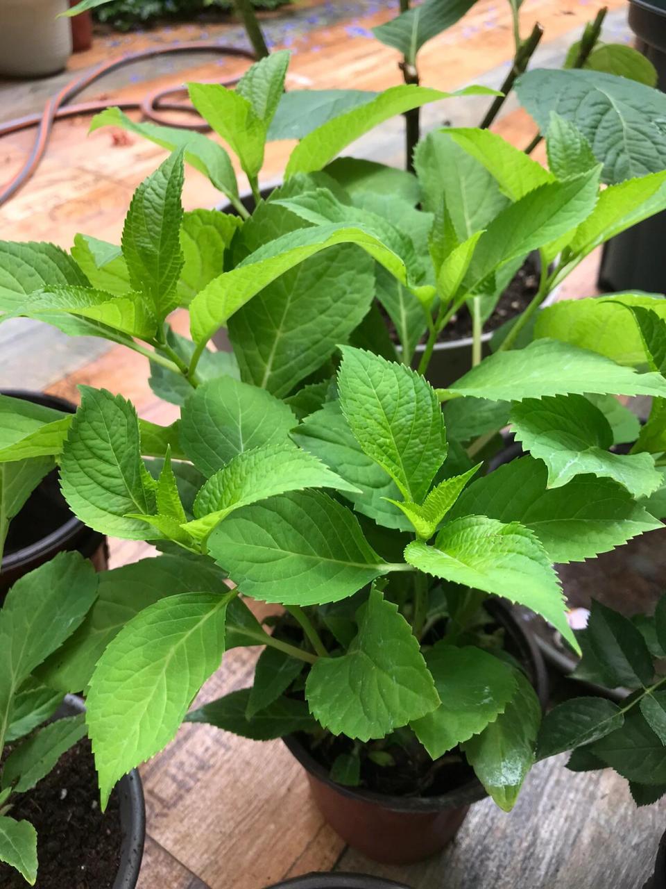 绣球花小苗见证你们的成长! 在淘宝上买了三盆绣球花
