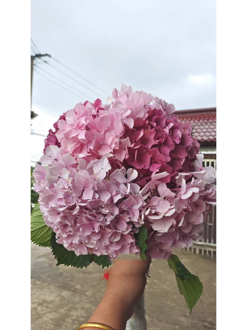 绣球——红粉佳人 经常作为"无尽夏"被不良商家发给买家,实际是本土