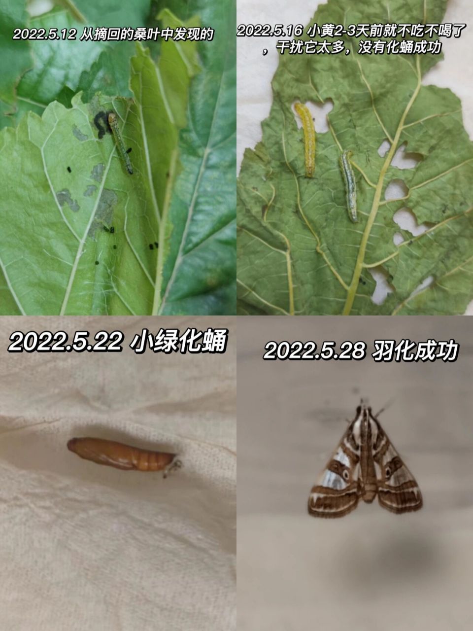 桑绢野螟(卷叶虫)的生长过程       桑绢野螟 	 别名:青虫,油虫