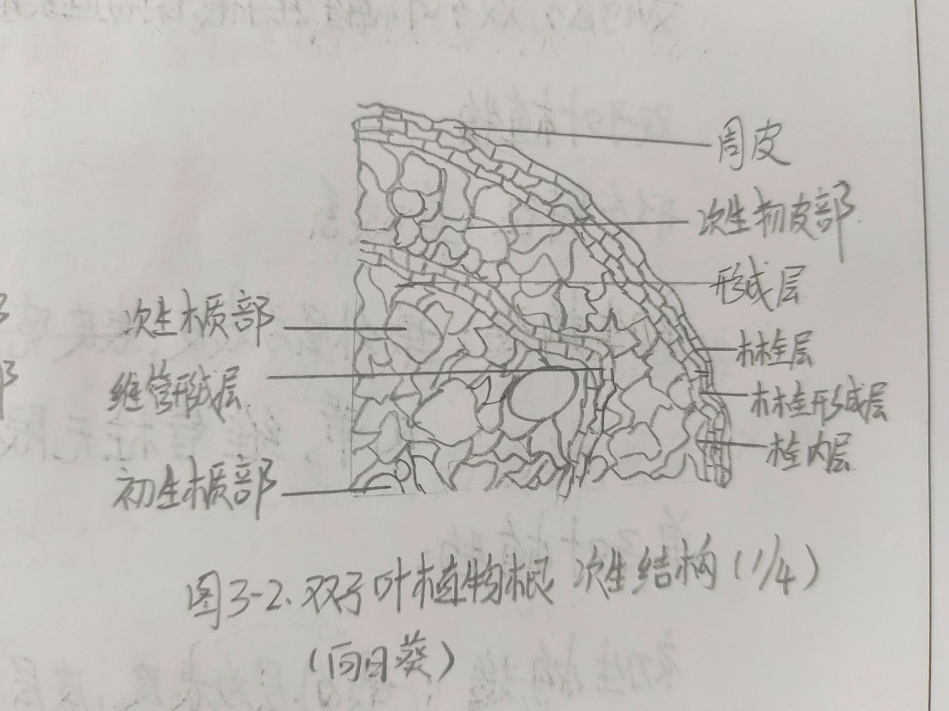 根的次生结构简图图片