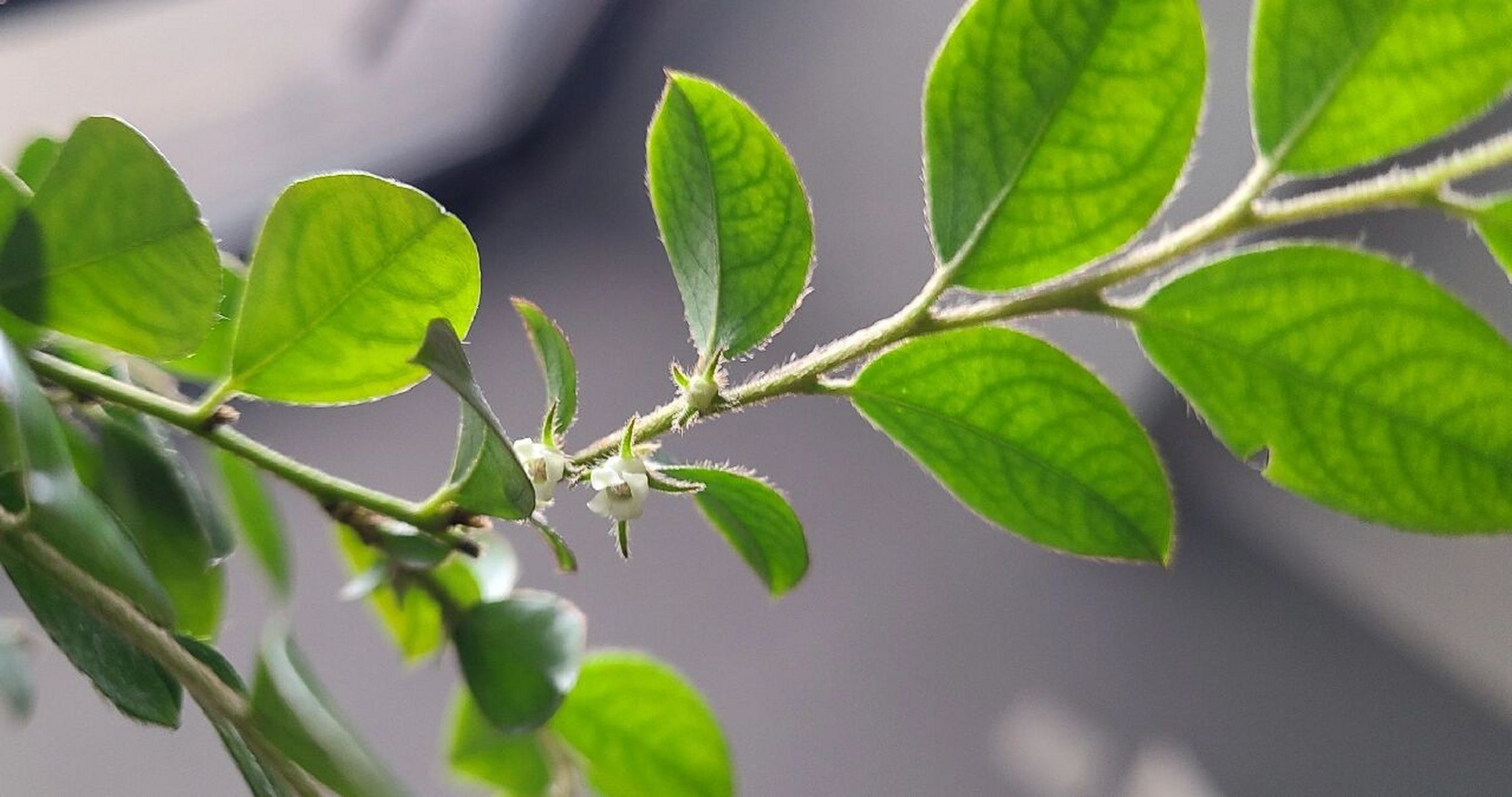 小叶紫檀开花啦99 曾经得嫌弃,到现在的不可思议