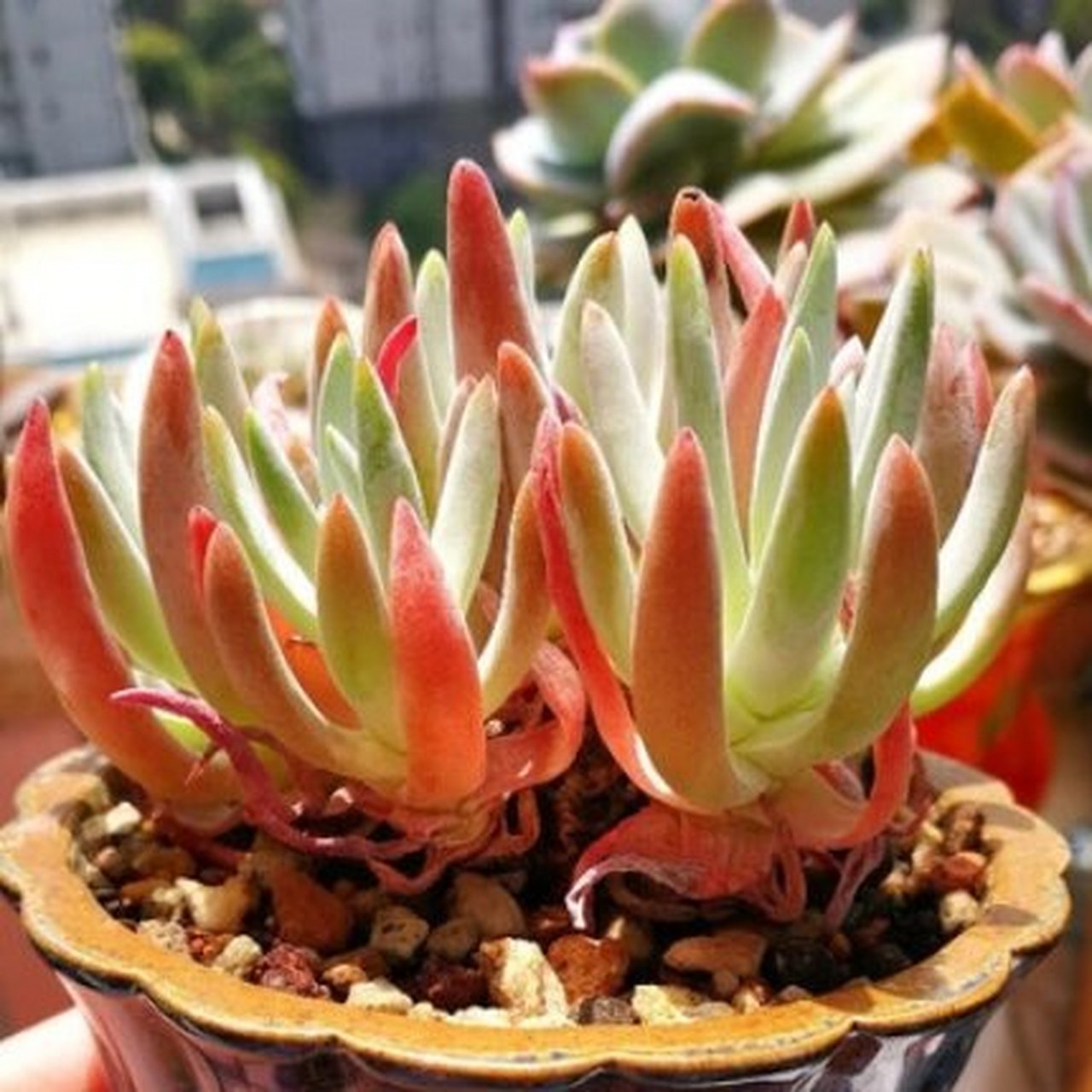 英文名: dudleya edulis 产地:来自南美的品种 仙女杯爱杜丽丝的多肉