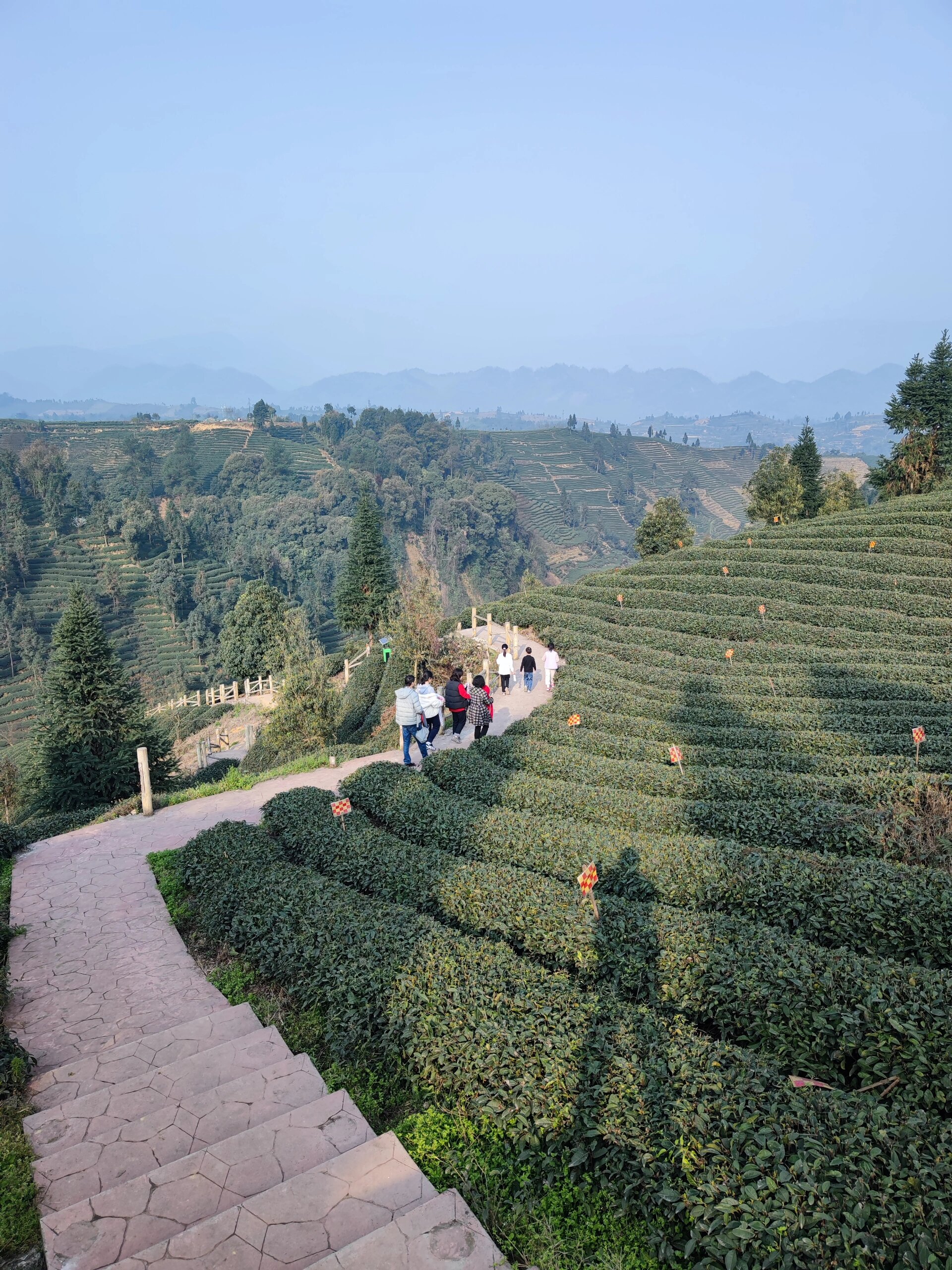 明前必去的万亩茶山#33