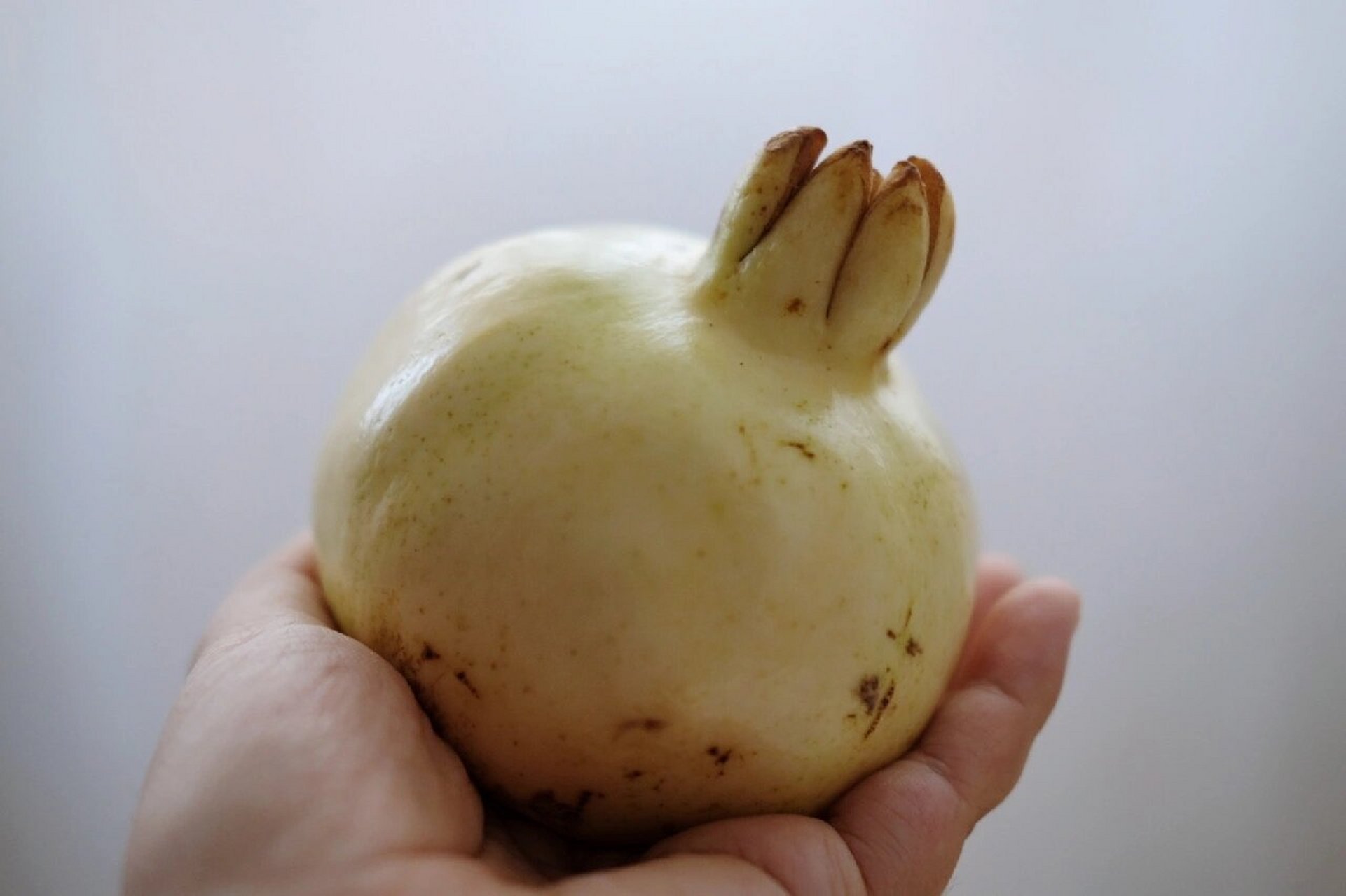 安徽怀远白玉石籽石榴 看起来白玉无瑕,以为没有成熟,其实意见是熟透