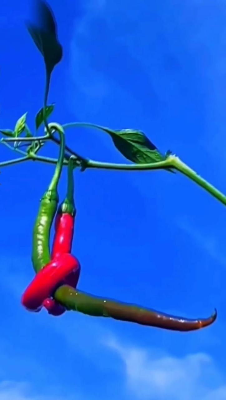 青椒红椒并蒂坐, 万丈红尘莫错过. 非是辣椒生了情, 万千骚年从此过.