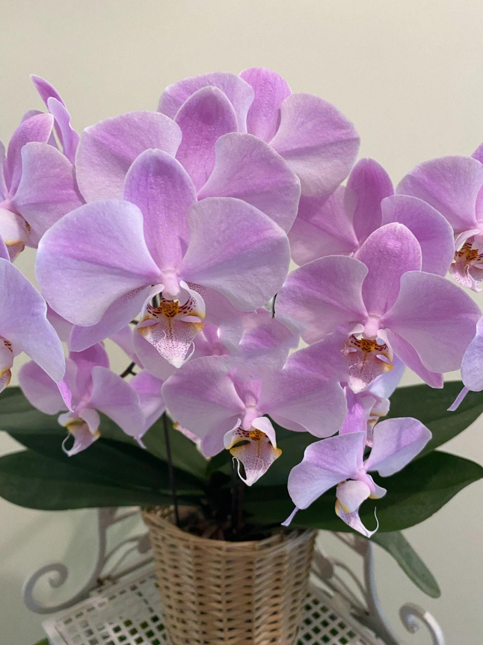 蝴蝶兰 密尔沃基的静态之美08 一棵花苗开出了组盆的效果7315