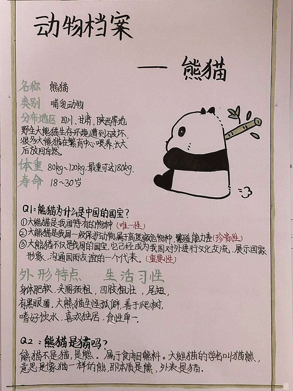 熊猫动物档案  画画真的丑疯了01