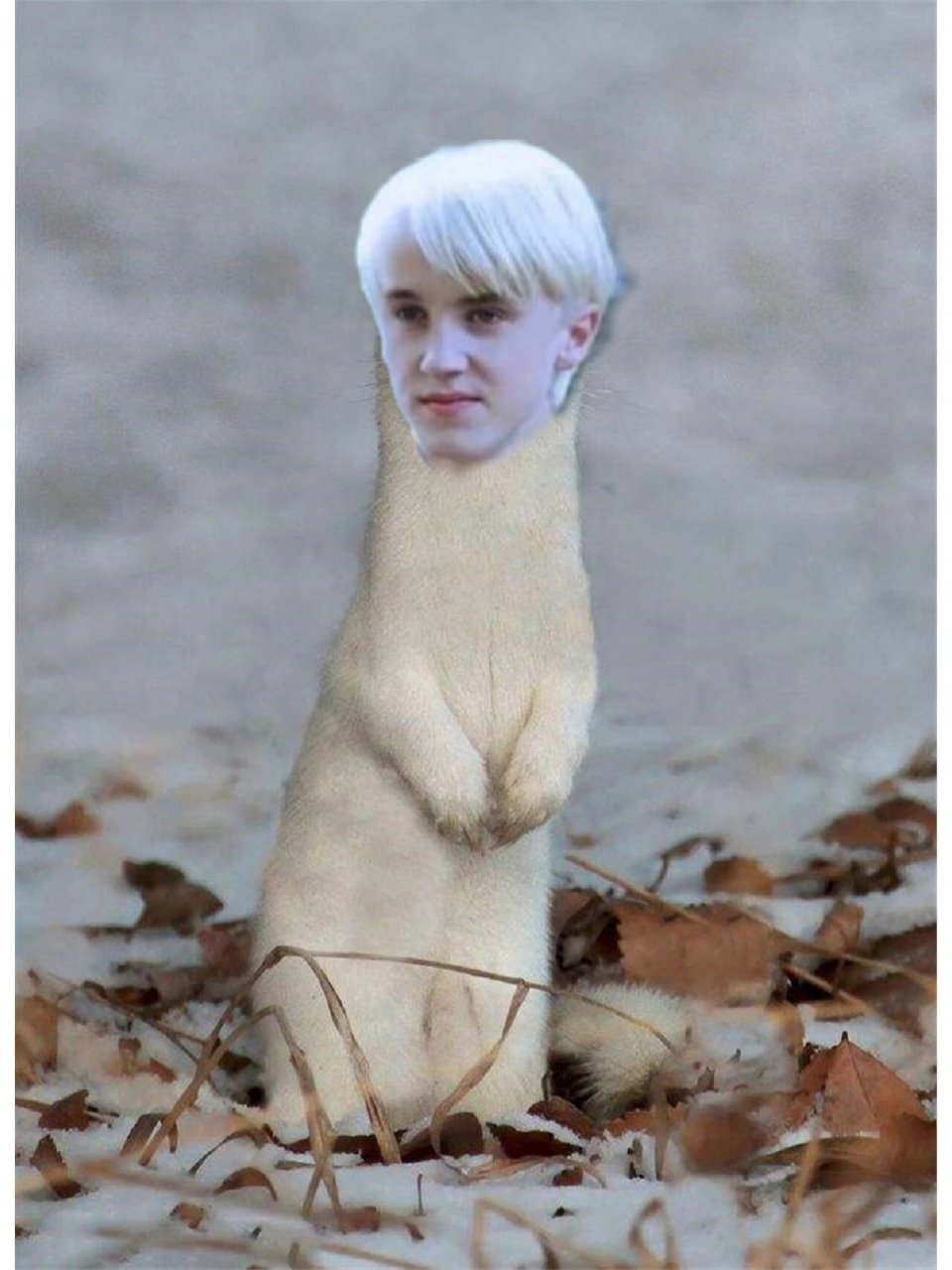 马尔福牌白鼬饲养指南 1.