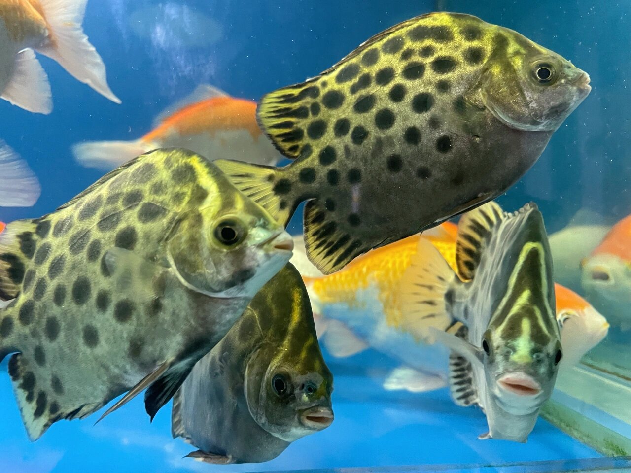 淡化原生金鼓鱼