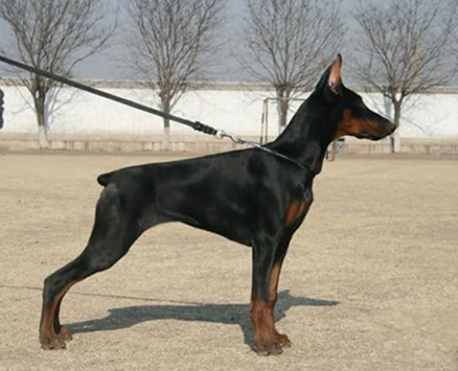 2,级别,一般的杜宾犬价格在4000左右,品相好点的宠物级杜宾犬价格在