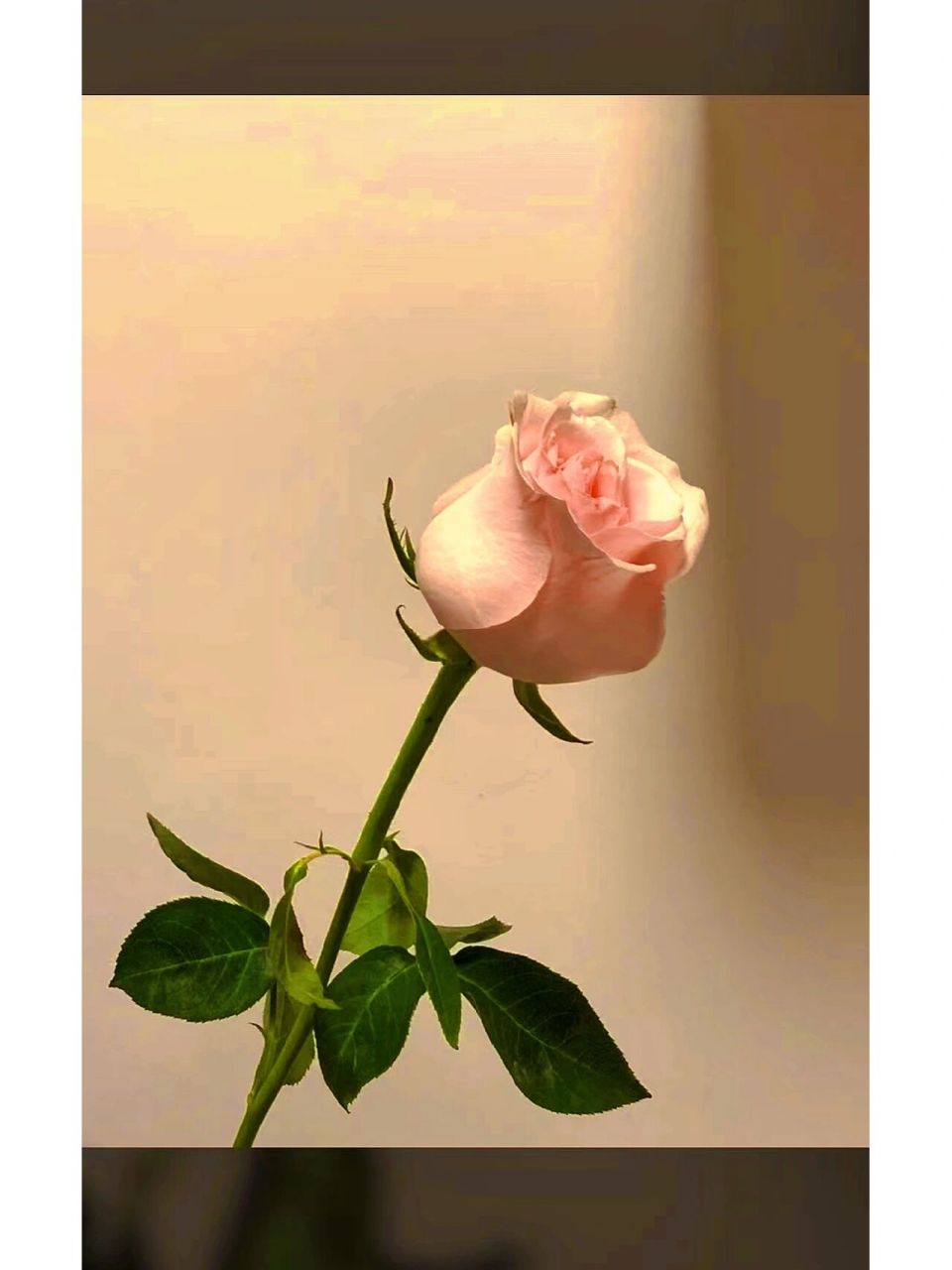 相伴 #早安朋友圈文案图片# #朋友圈分享# #朋友圈背景图# #远梦生活