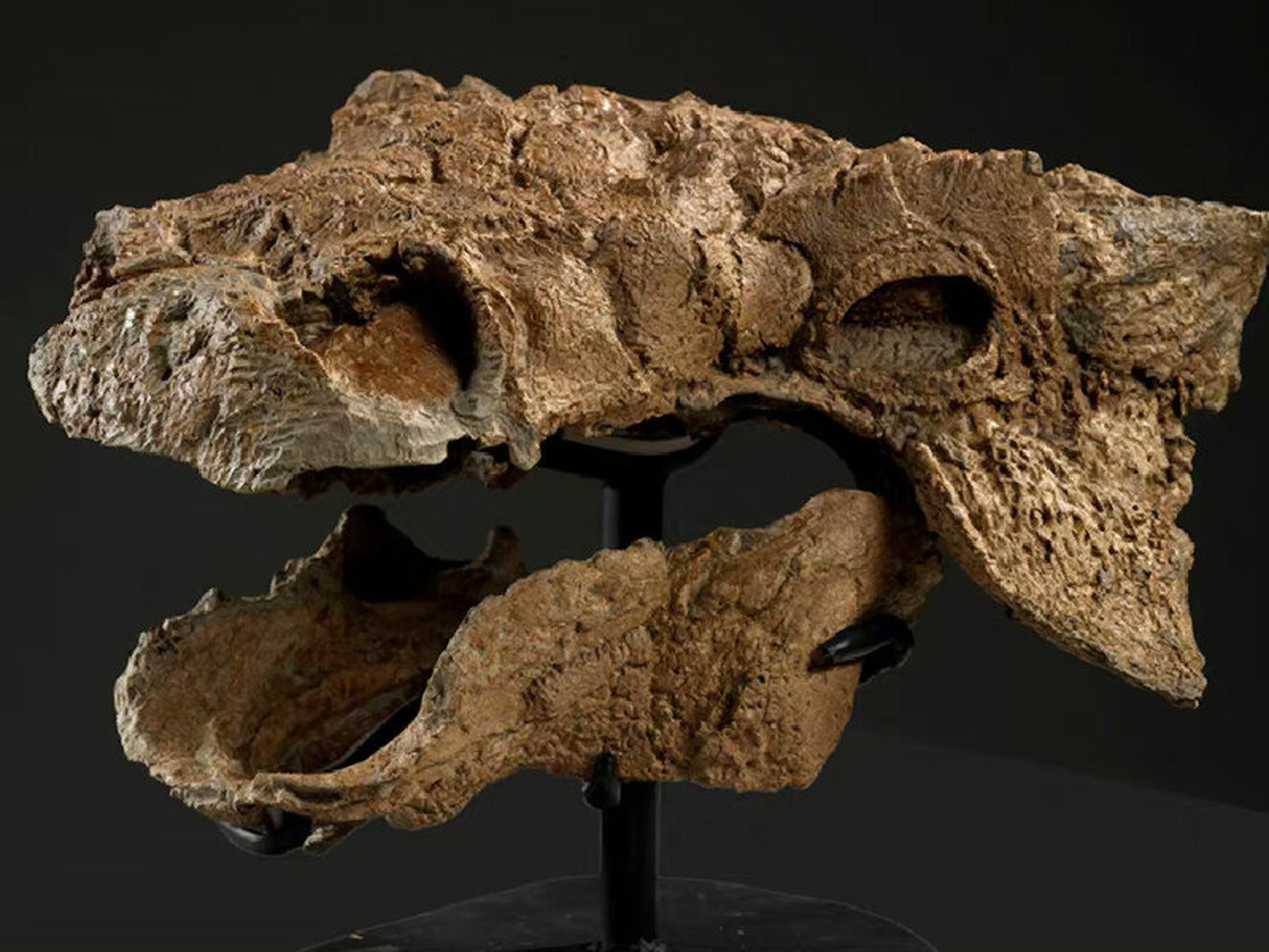 完整度极高的甲龙化石 加拿大安大略博物馆的新客,它被认为是迄今保存