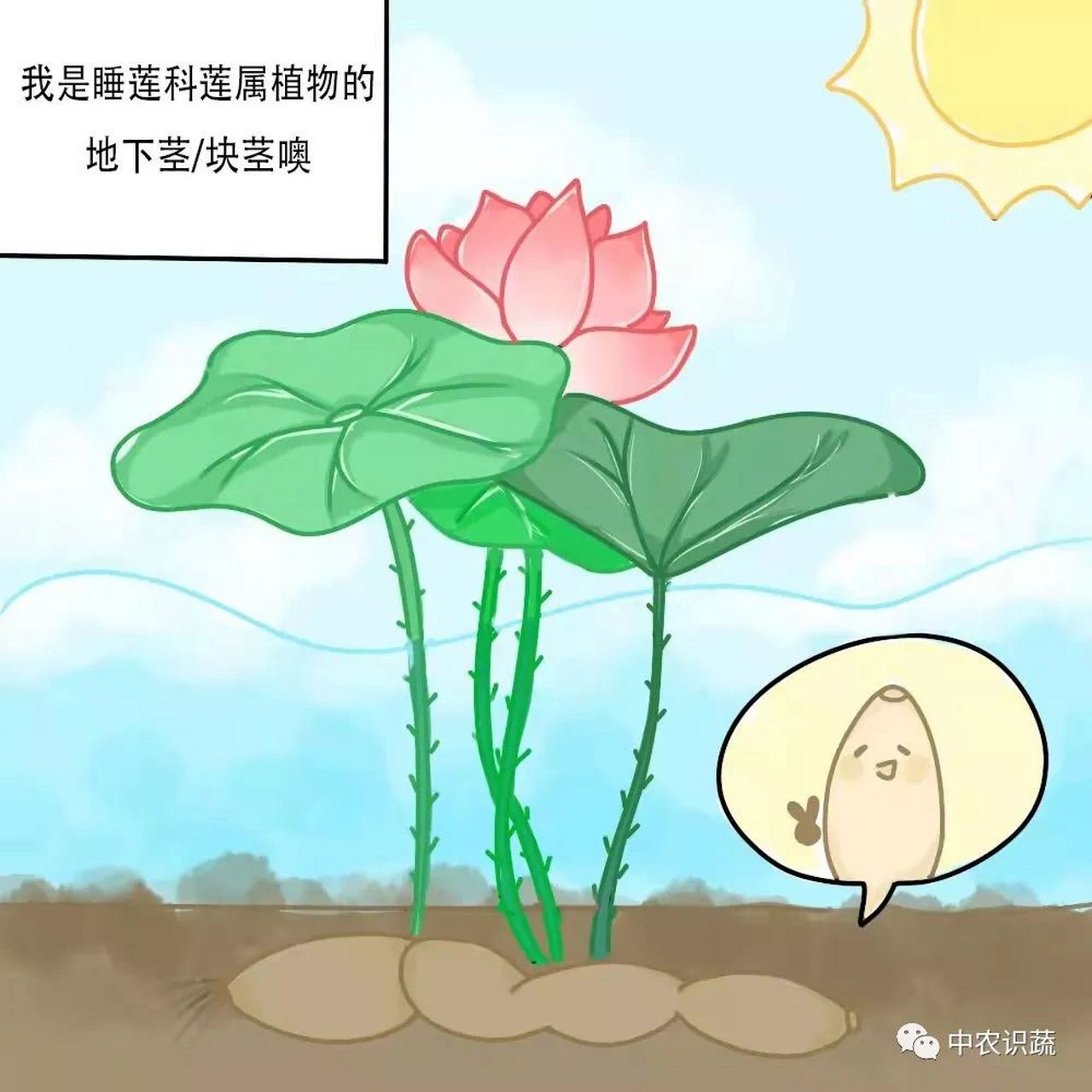 今天我们就来为大家介绍一下莲藕的知识.