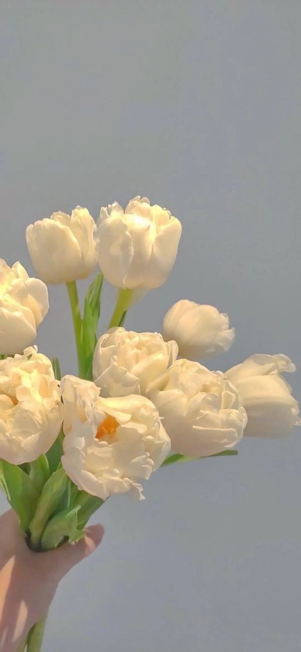 超级干净的背景图 如果我不曾见过太阳,拨开云雾,你就是光✨