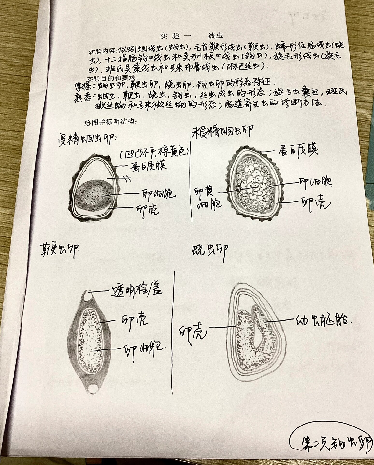 儿童蛲虫图片如何抓虫图片