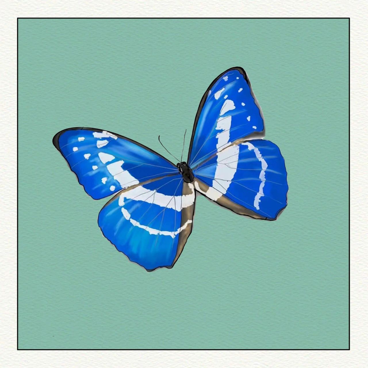 手绘-蝴蝶 11566光明女神闪蝶,也叫做海伦娜闪蝶,属于闪蝶科,或许