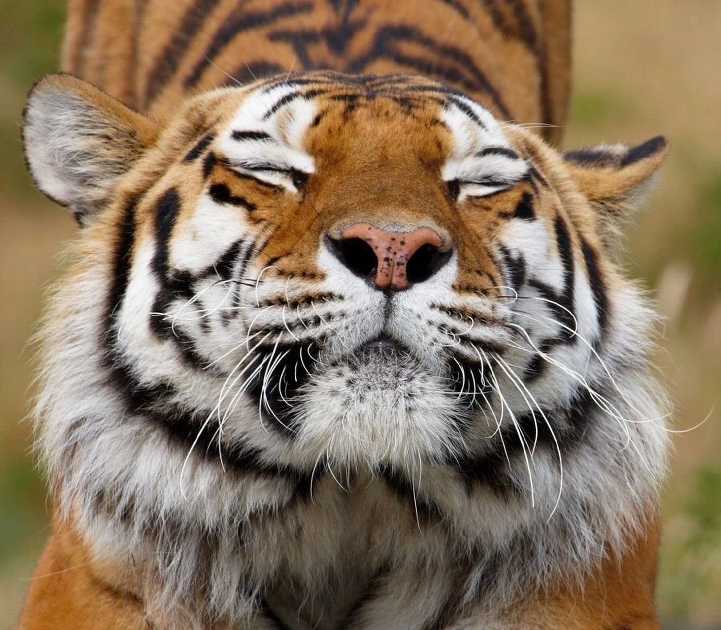 可爱的虎的照片图片