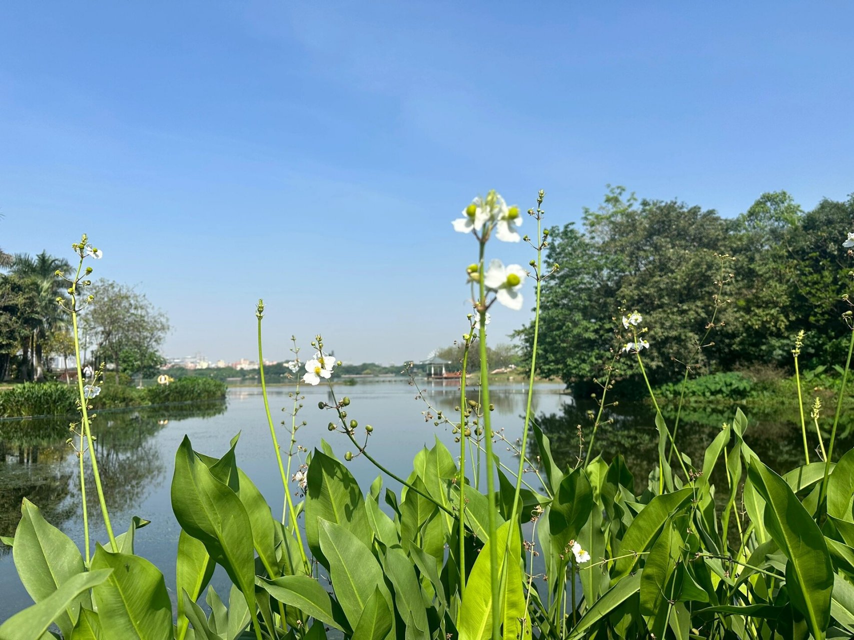 广州遛娃好去处|白云湖野餐 强推白云区野餐地 白云湖 东湖 导航01