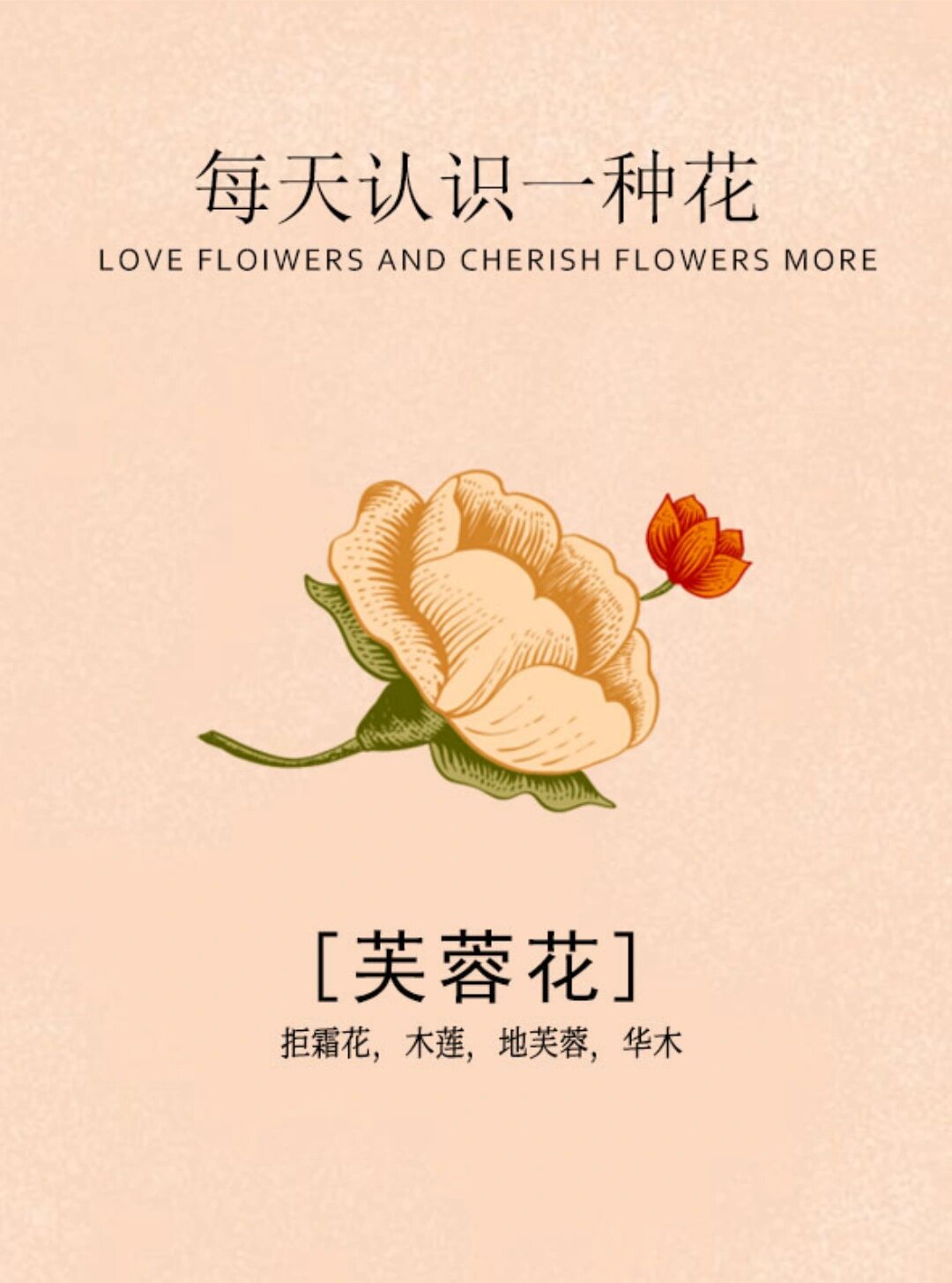 cherish flowers more  拒霜花