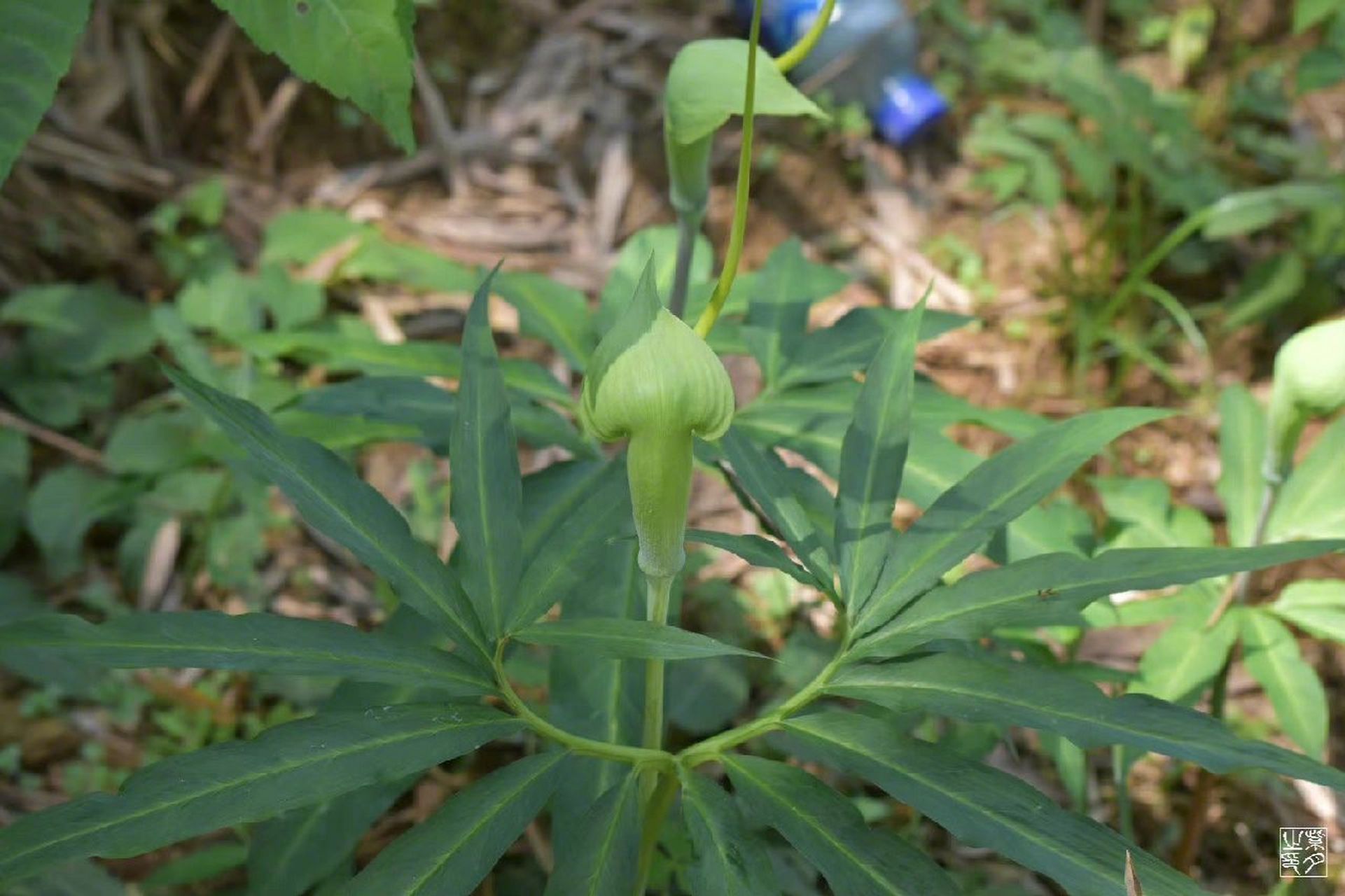 天南星又名南星,白南星 泽泻目,天南星科,天南星.
