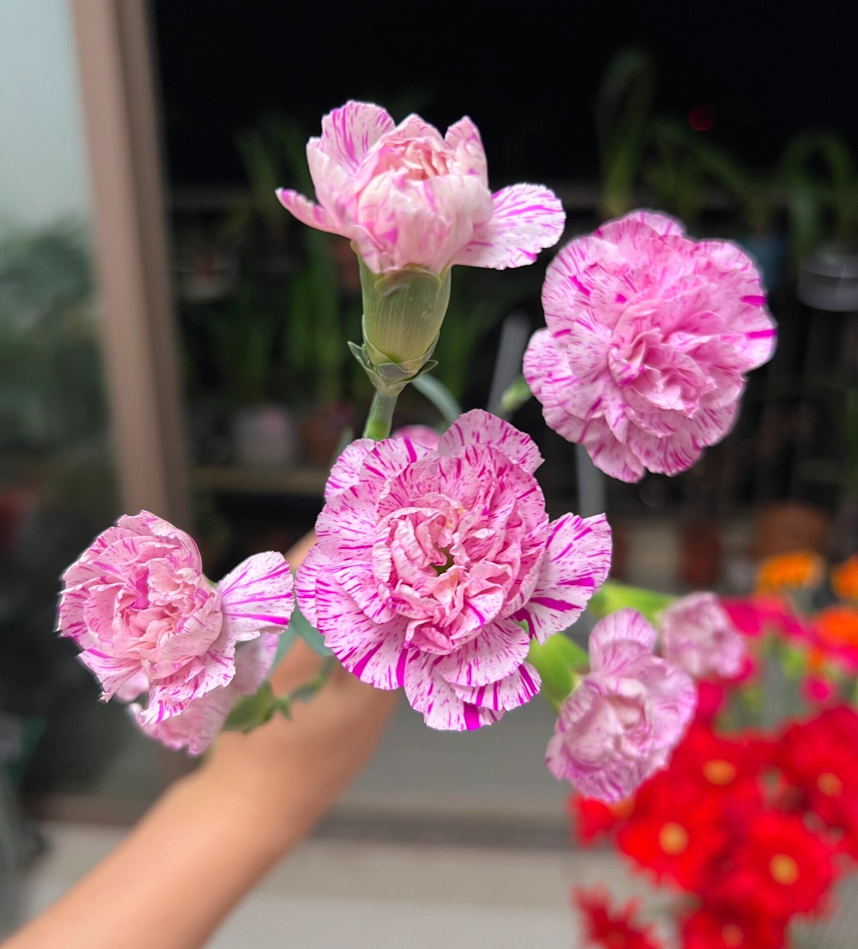 康乃馨|多头棒棒糖  58. 多头棒棒糖.