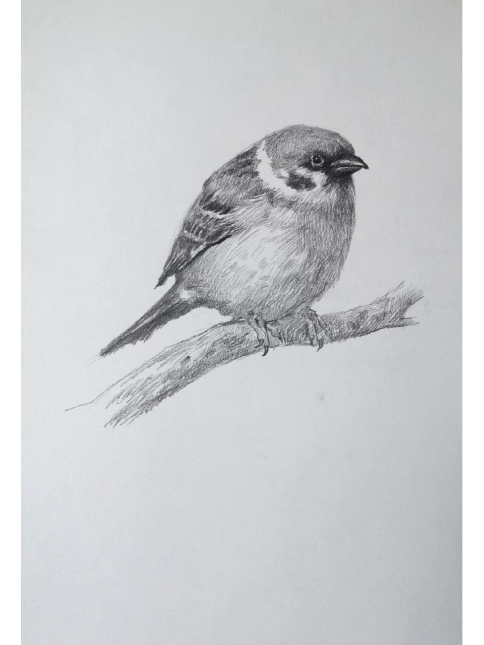 鸟类简笔画素描图片