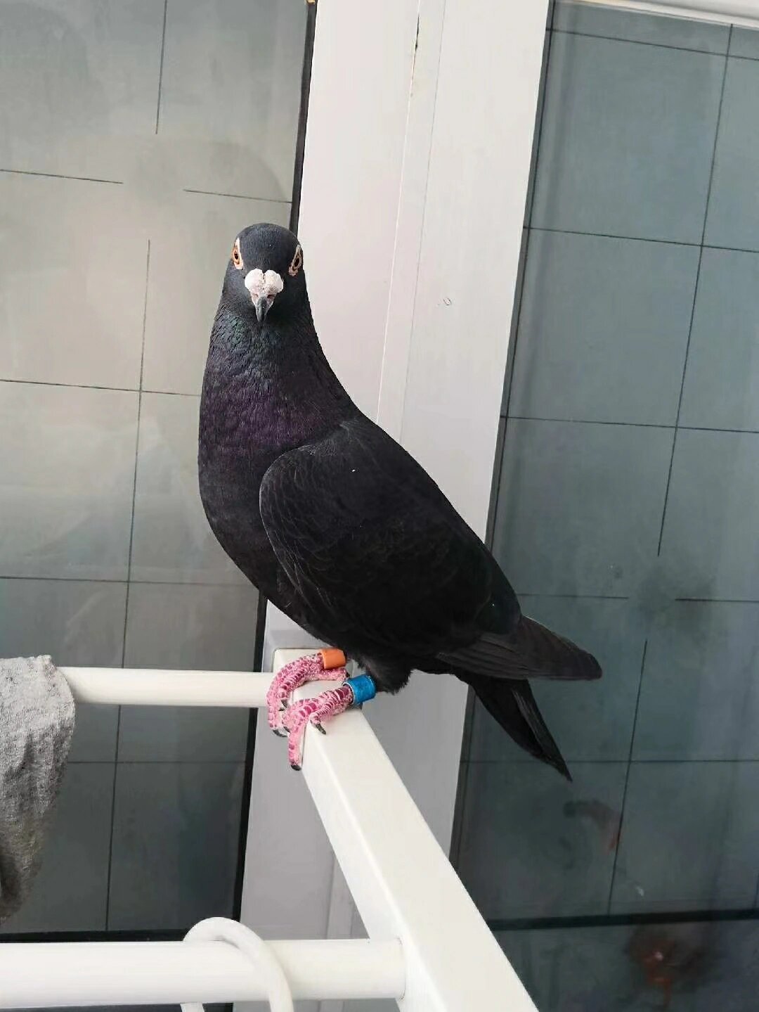 森林黑色信鸽