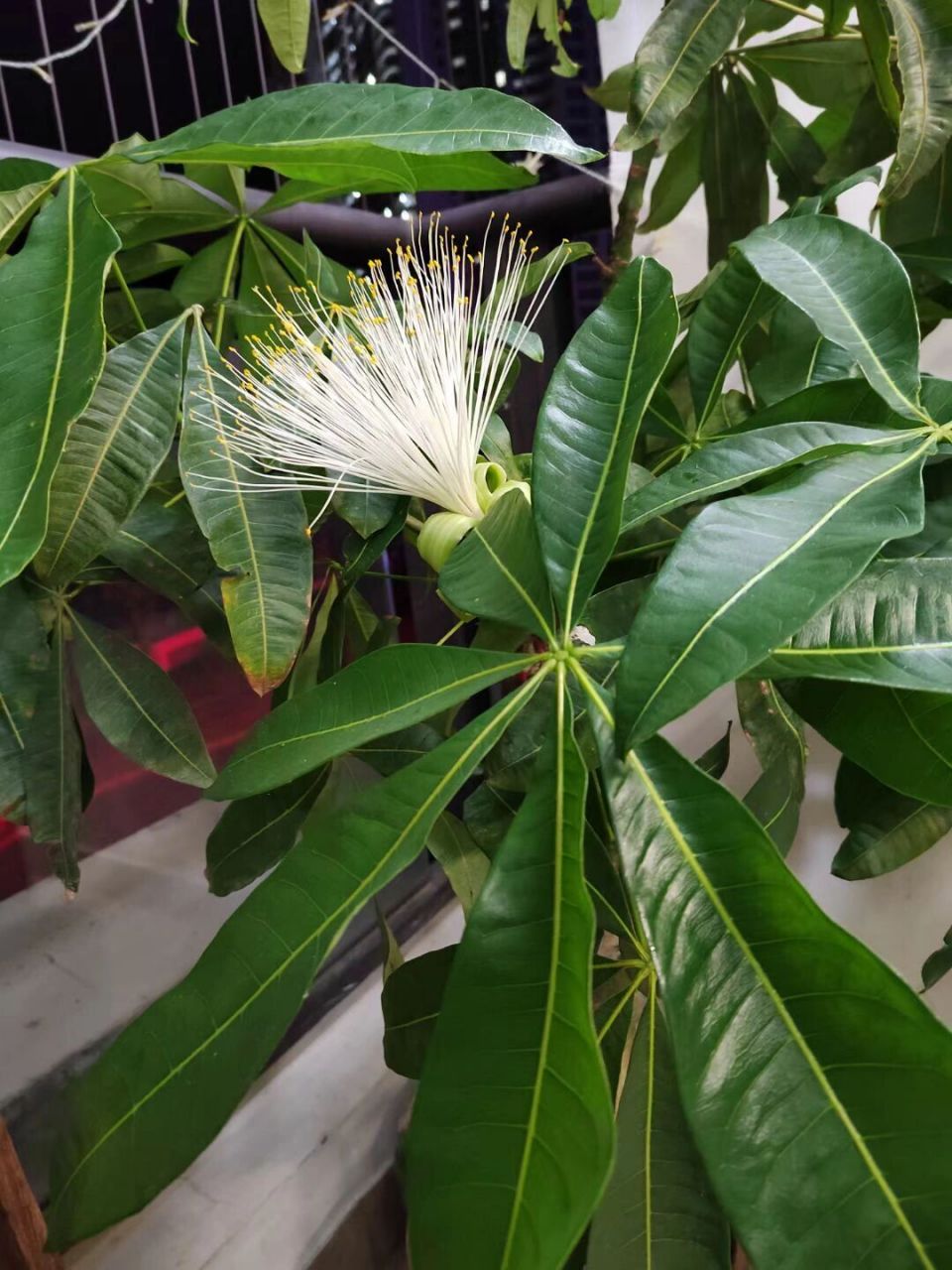 发财树开花,见者财源滚滚 店里的发财树开花了,据说发财树难得开花