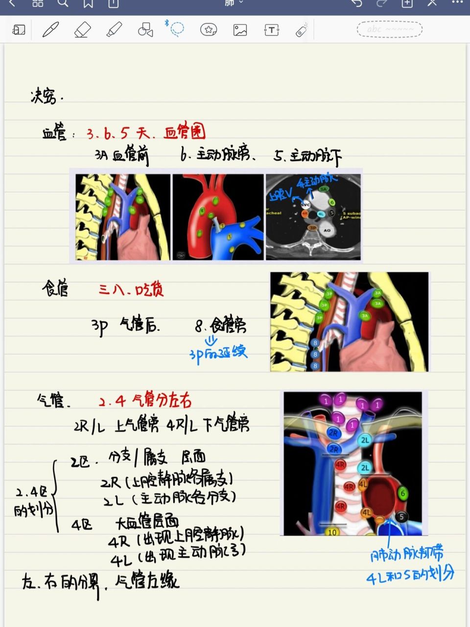 纵隔淋巴结分区