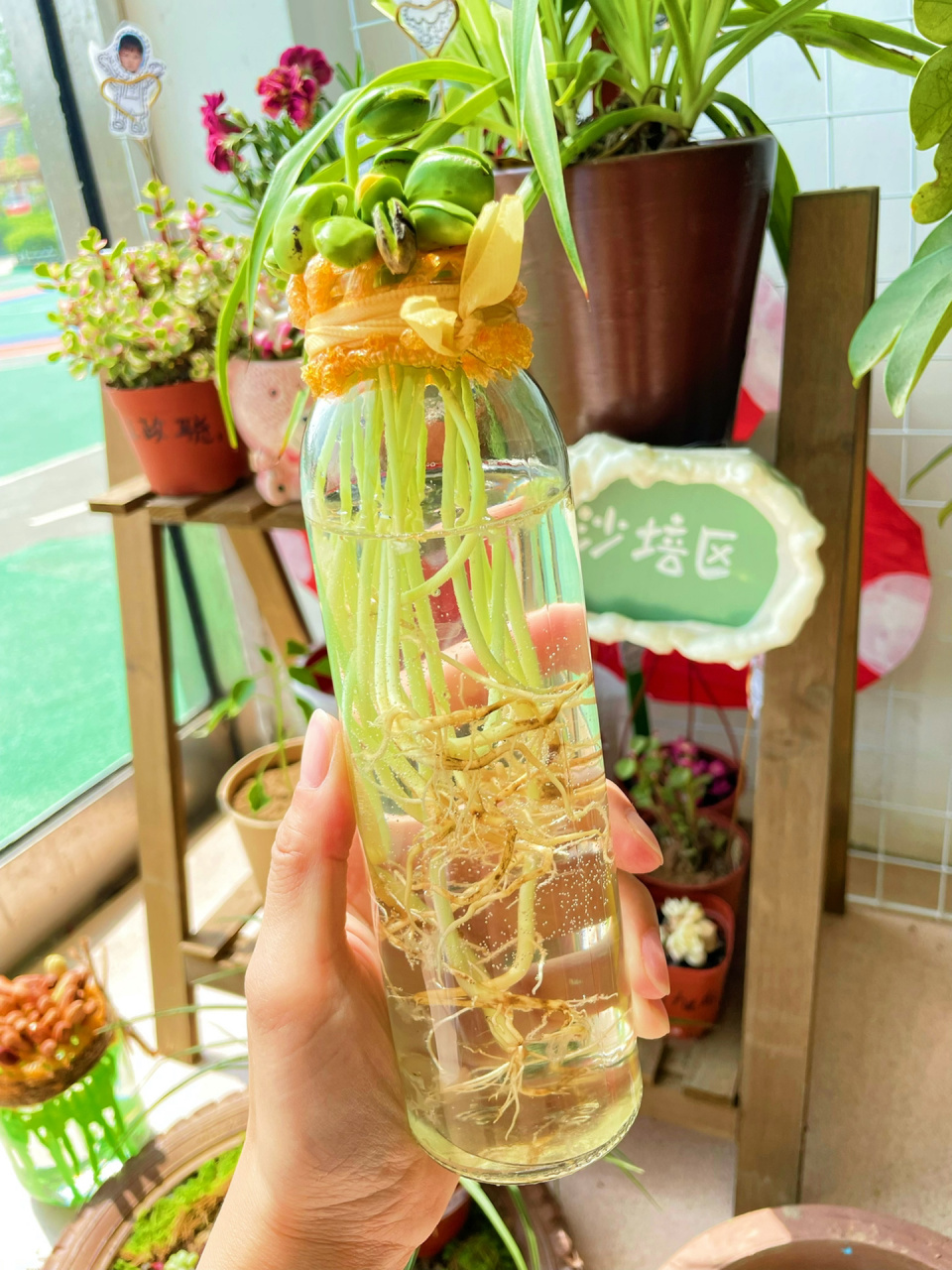 幼儿园植物角|水培植物·水培蔬菜02 幼儿园植物角水培植物 最近真