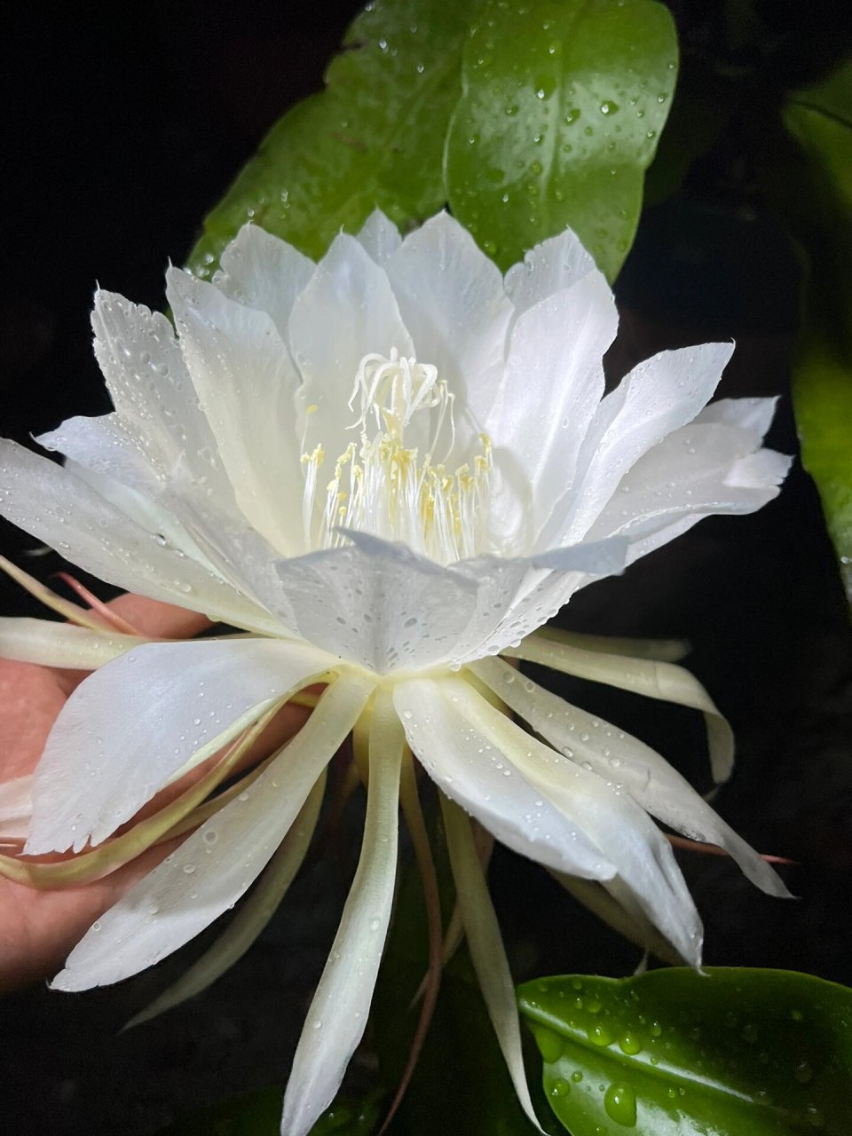 9199 今天我要带大家一起欣赏一种非常特别的花卉——昙花.
