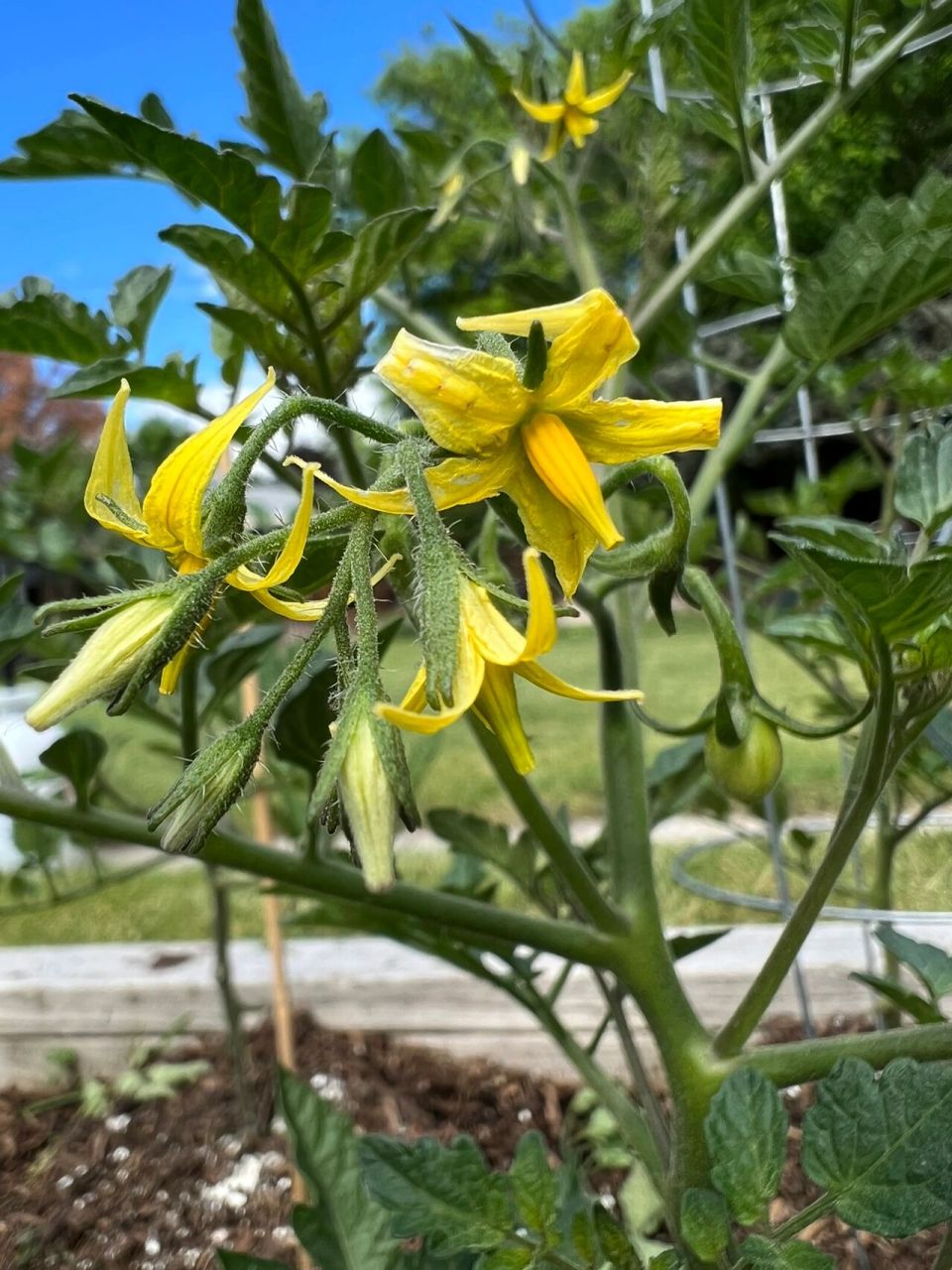 番茄开花结果啦 五月买的番茄小苗,现在总算有一部分开花结果了,虽然