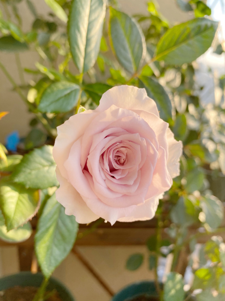 实拍|琉璃 月季:琉璃,切花 粉紫色切花,中花无香 #我的秘密花园