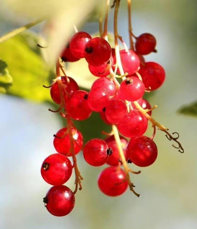 诱人的透明果 红加仑(ribes rubrum l.