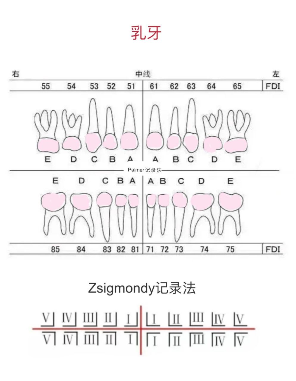 口腔护士笔记5牙位记录 1部位记录法:分为4区,用abcd分别代表患者的右