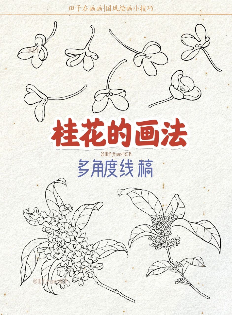 桂花的画法 | 多角度线稿 | 零基础绘画教程 中秋节的元素里,可少不了