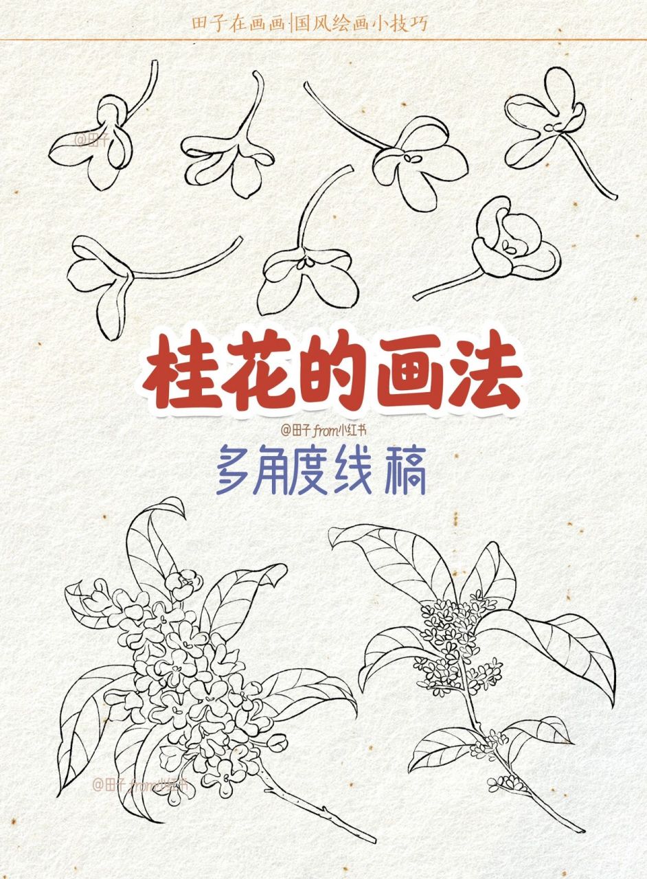 桂花怎么画简笔画步骤图片