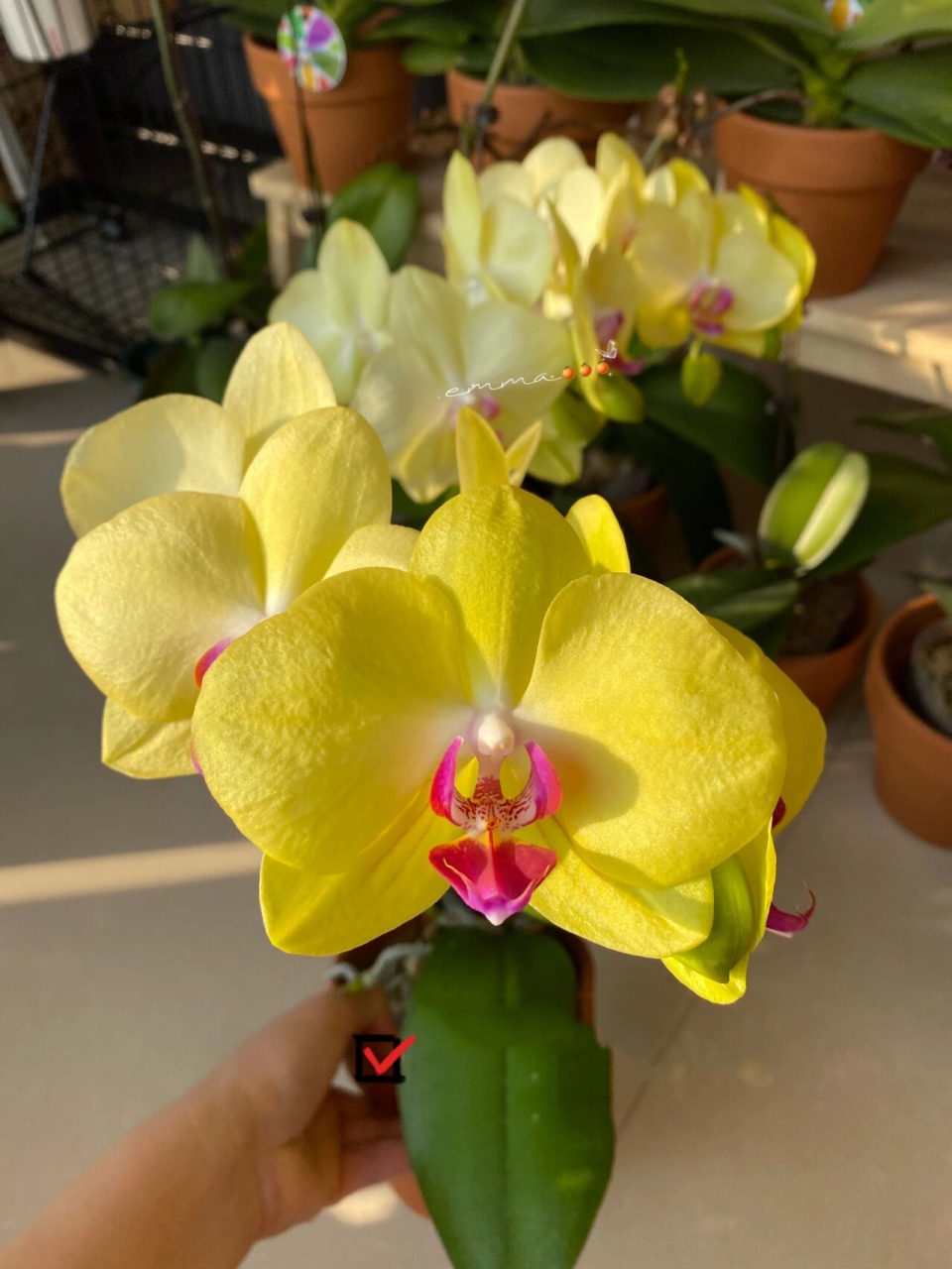 蝴蝶兰 富乐夕阳 9/27/2021:3寸杯,根很粗很多,这几天长了几个小花苞.