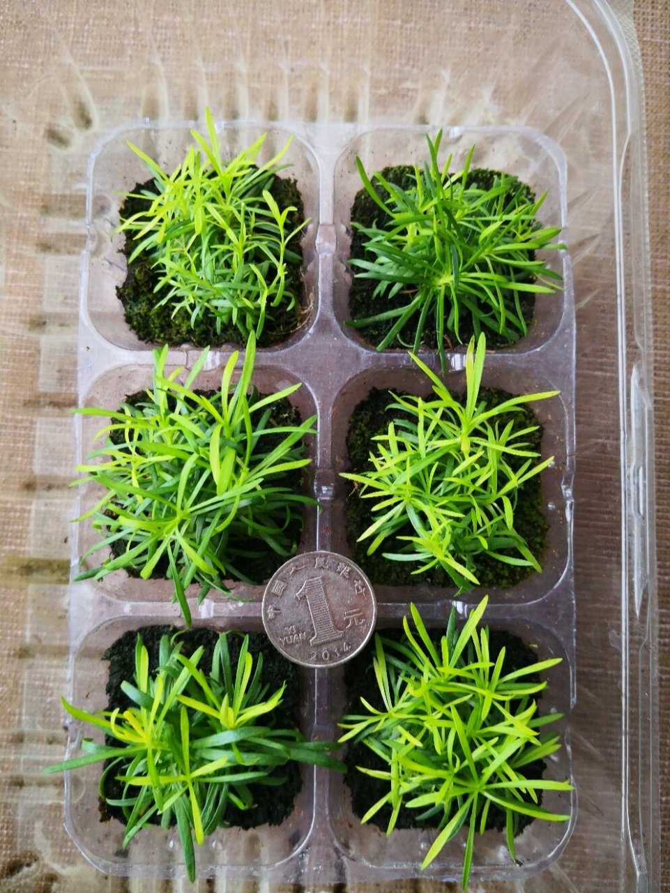 满天星小苗 如果你种出来的满天星不是我这样的,那就是你买到假种子啦