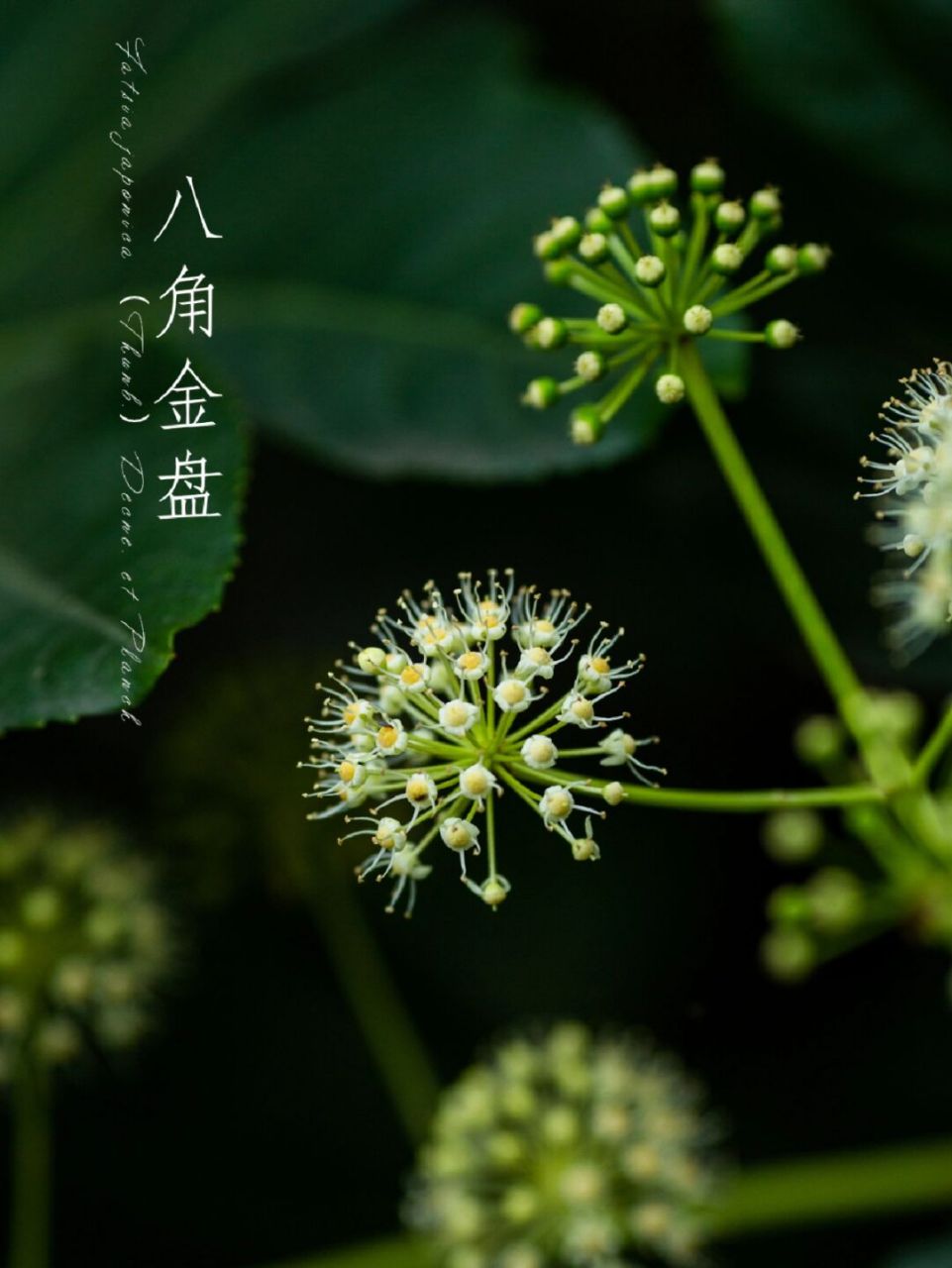 探索植物——八角金盘 【植物百科】 八角金盘(学名:fatsia