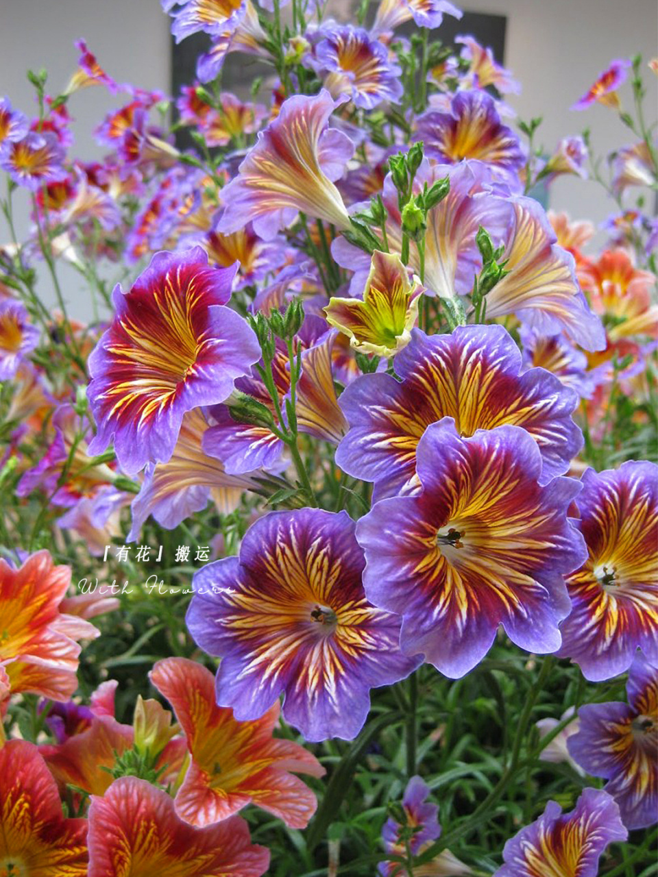 的喇叭花! 今天介绍的这款草花:大花美人襟,也叫智利喇叭花.