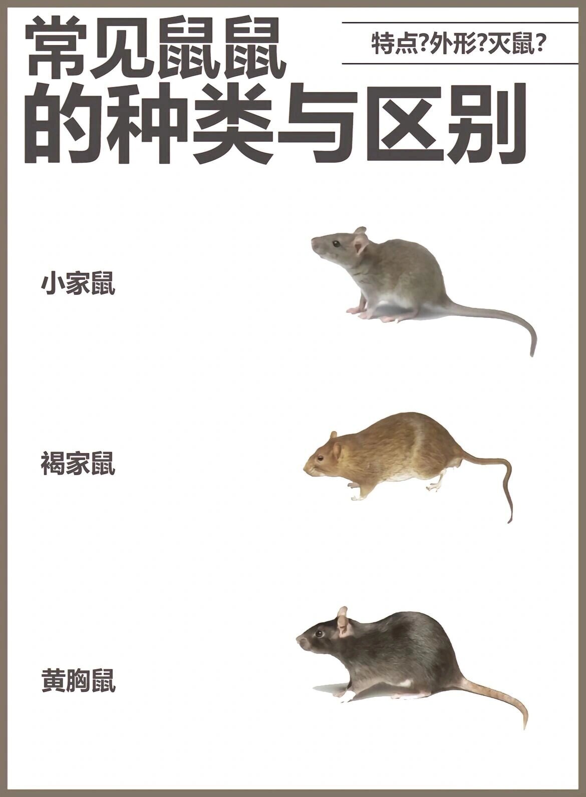 科普一下另一种鼠