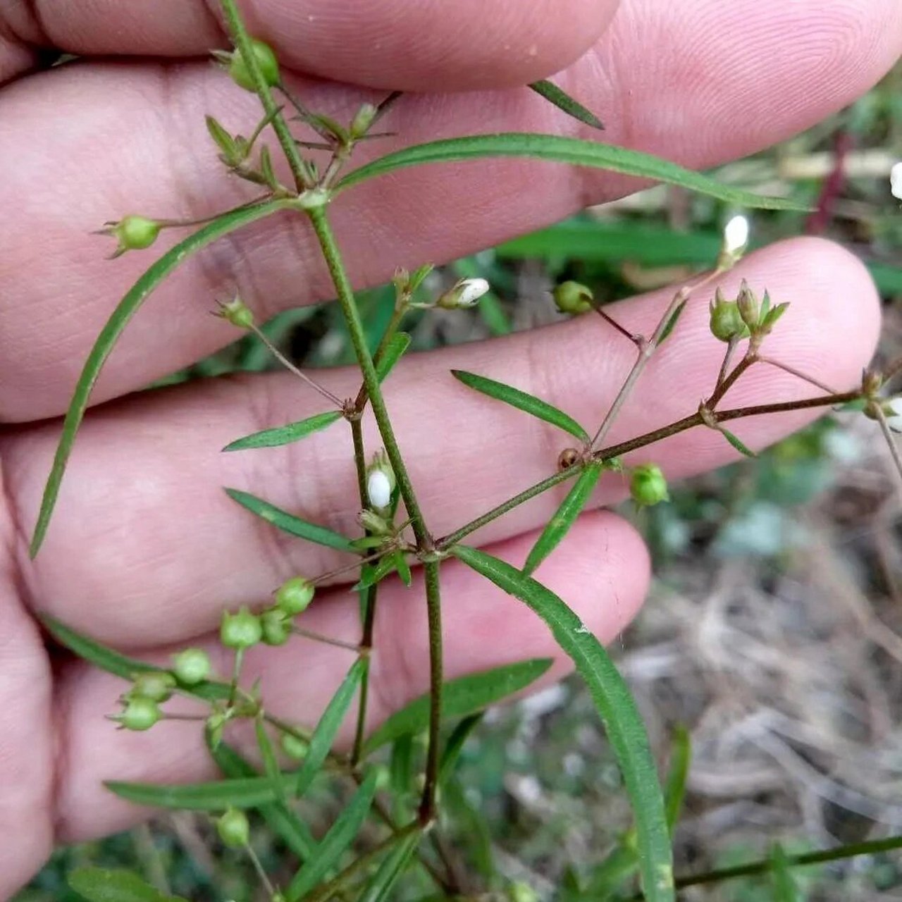 白花蛇吃草草药图片图片