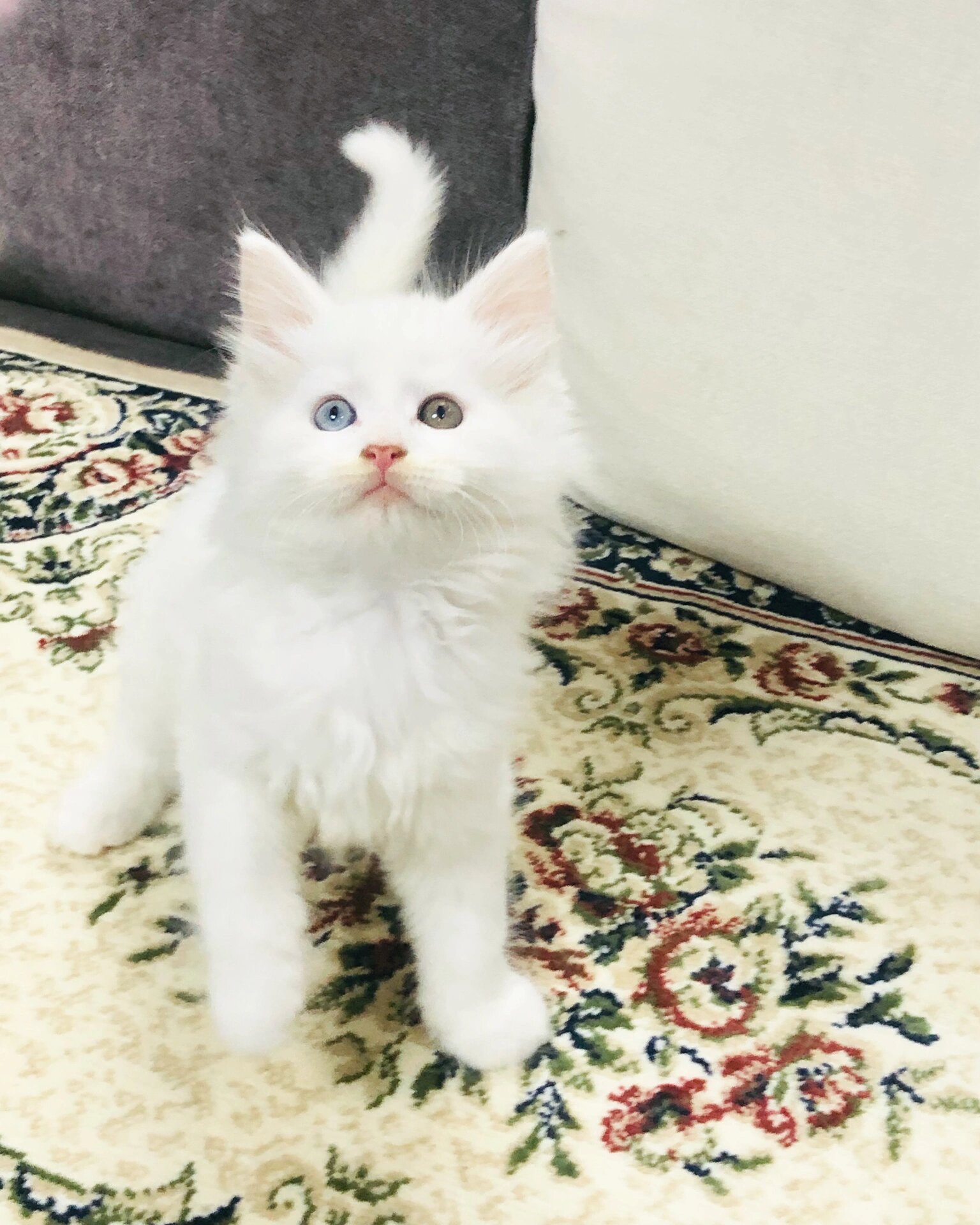 🇯🇵东京 纯白缅因鸳鸯眼异瞳 稀有缅因猫舍 国内白色异瞳缅因