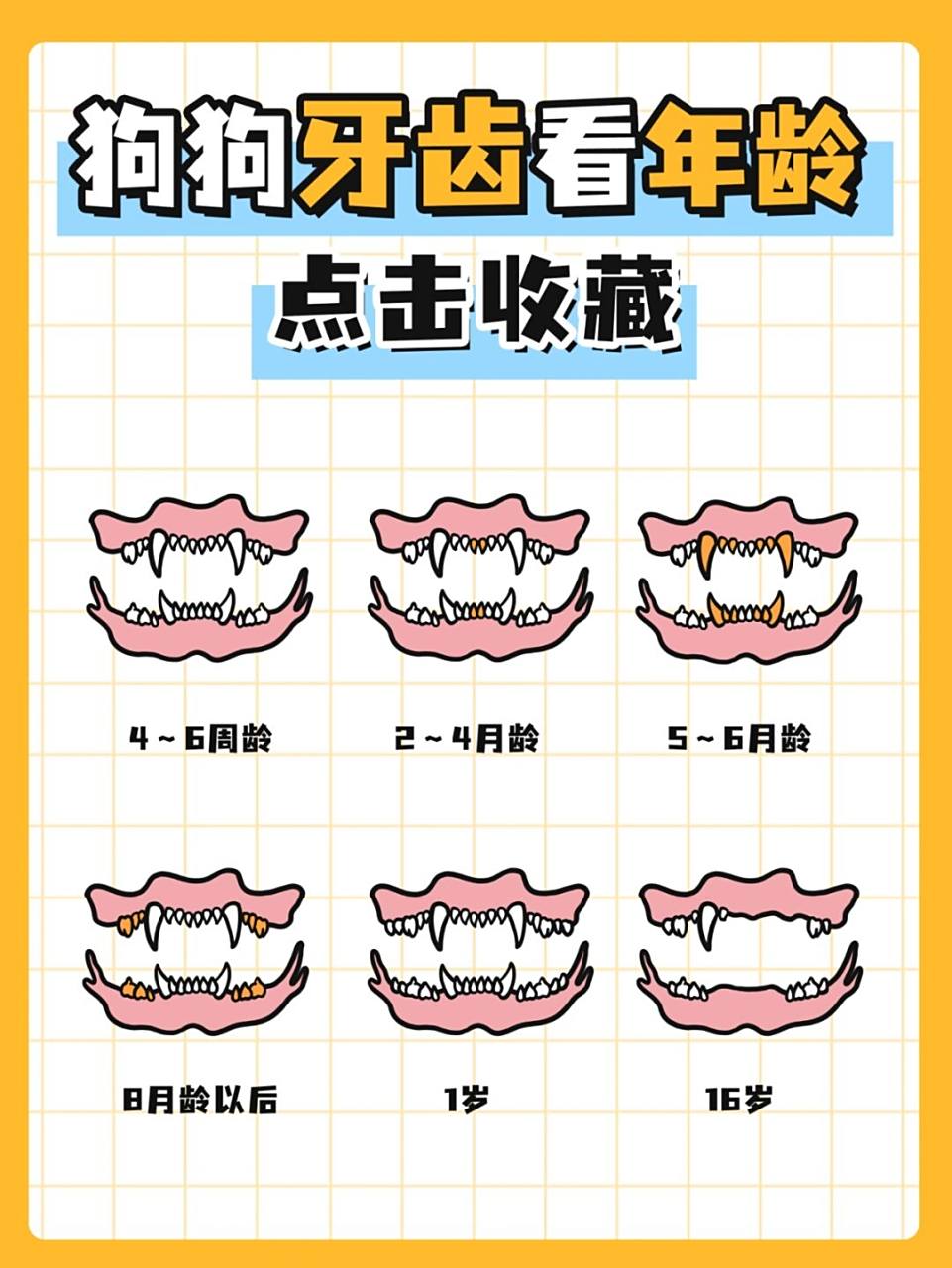 92狗狗牙齿07看年龄,你家多大了71 幼犬的牙齿共28颗,成犬的