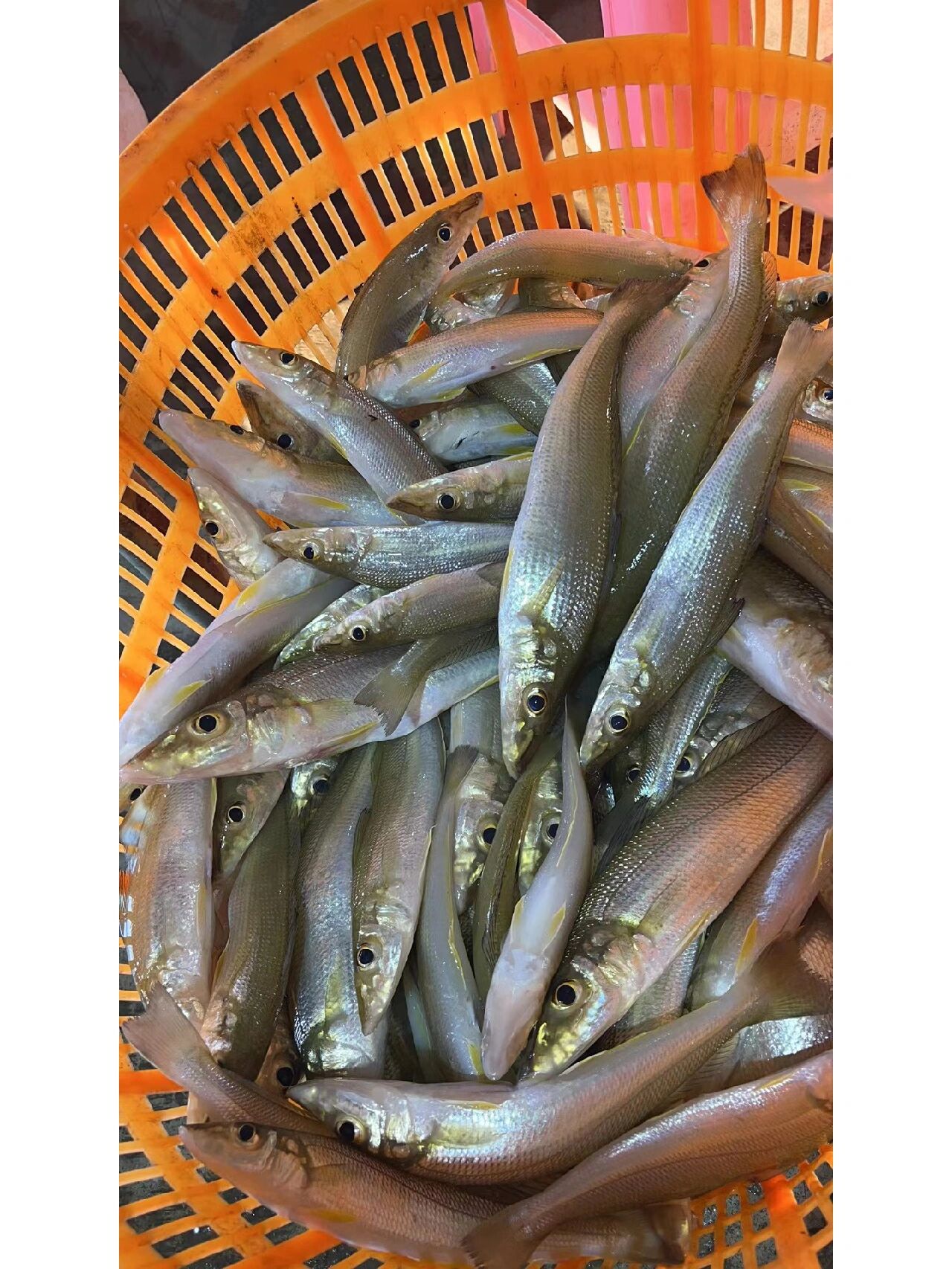 沙丁鱼(又叫沙尖鱼,沙丁鱼,也叫沙锥鱼