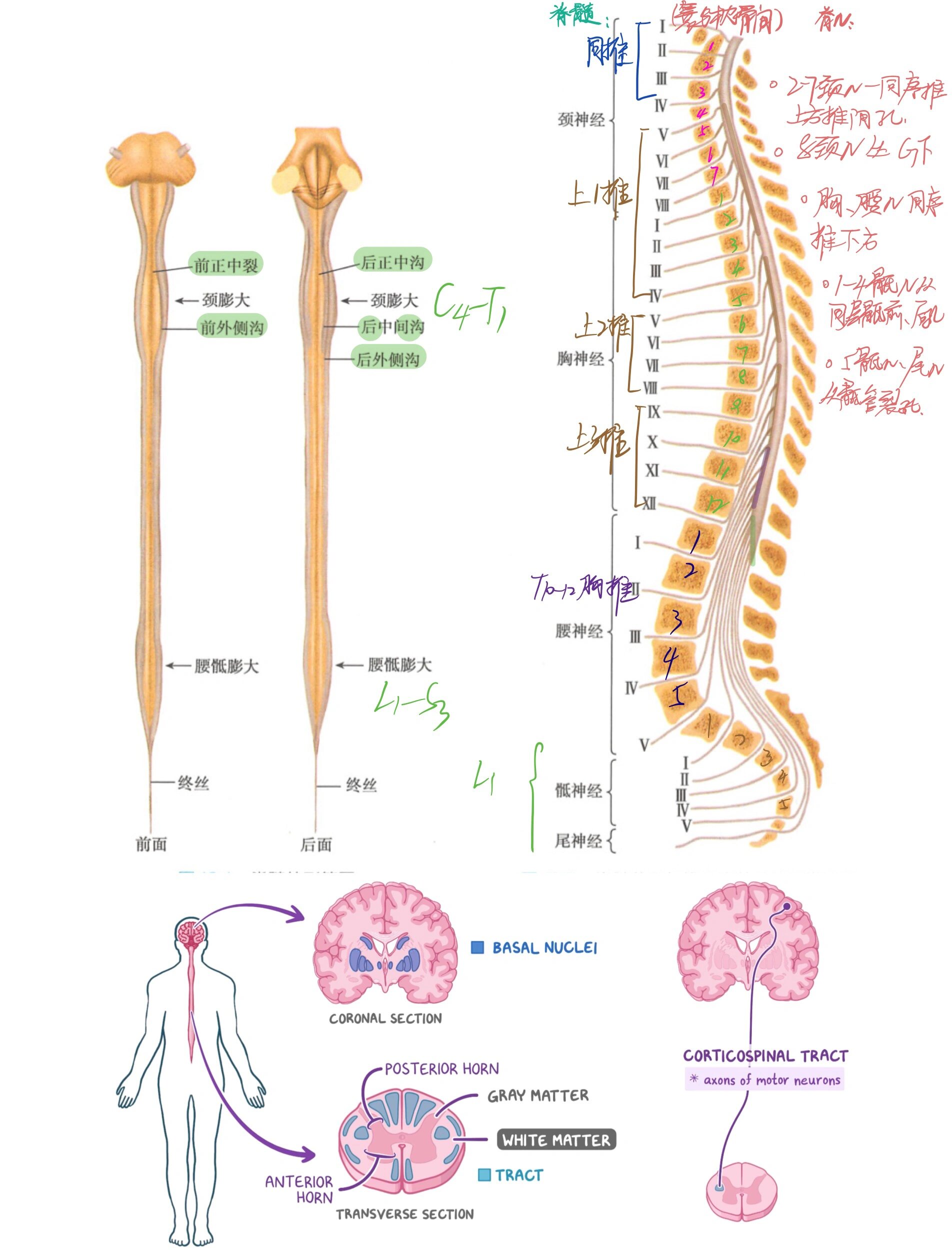 脊髓图解剖图片