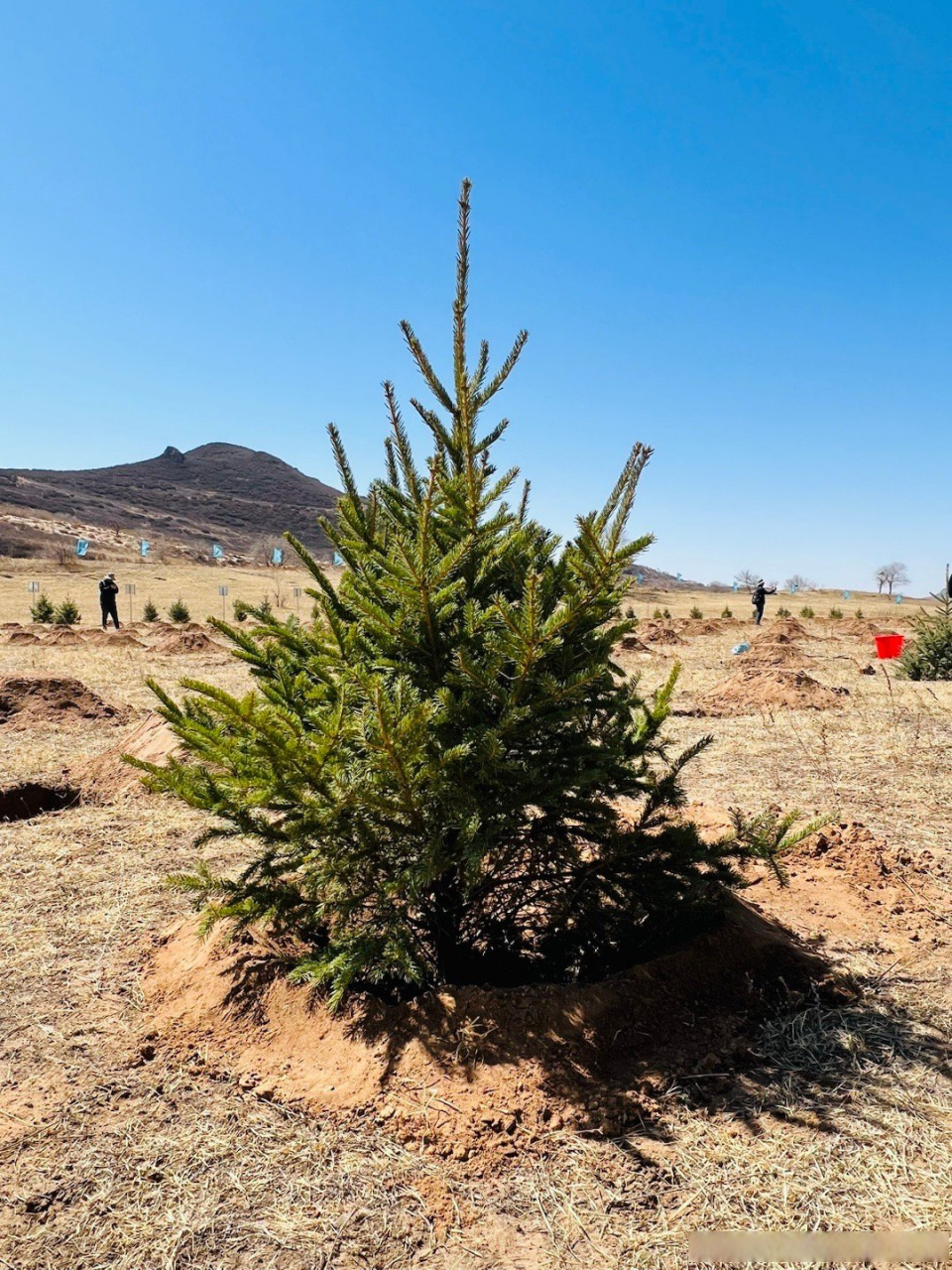 蚂蚁集团再捐1亿元种树#  我在蚂蚁森林种一颗云杉,地球的未来幸