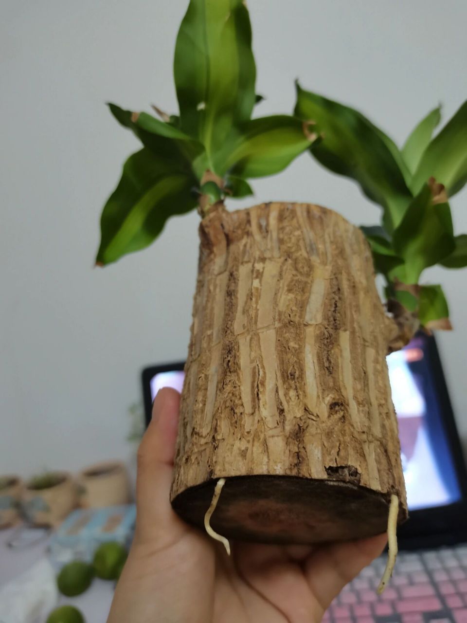 巴西木长根了怎么办 能不能不土培